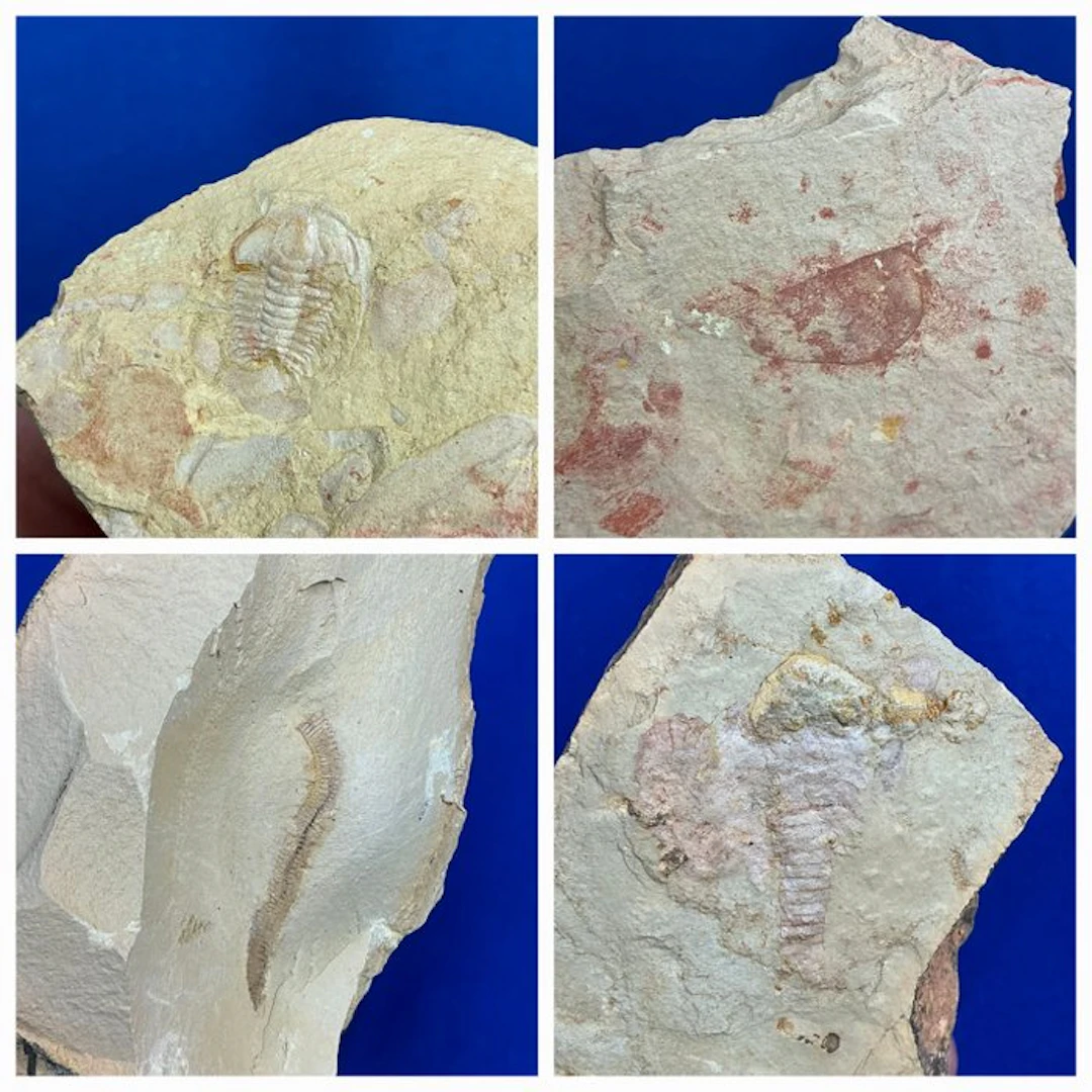 extremely old cambrian fossils (collection) - Fossil...