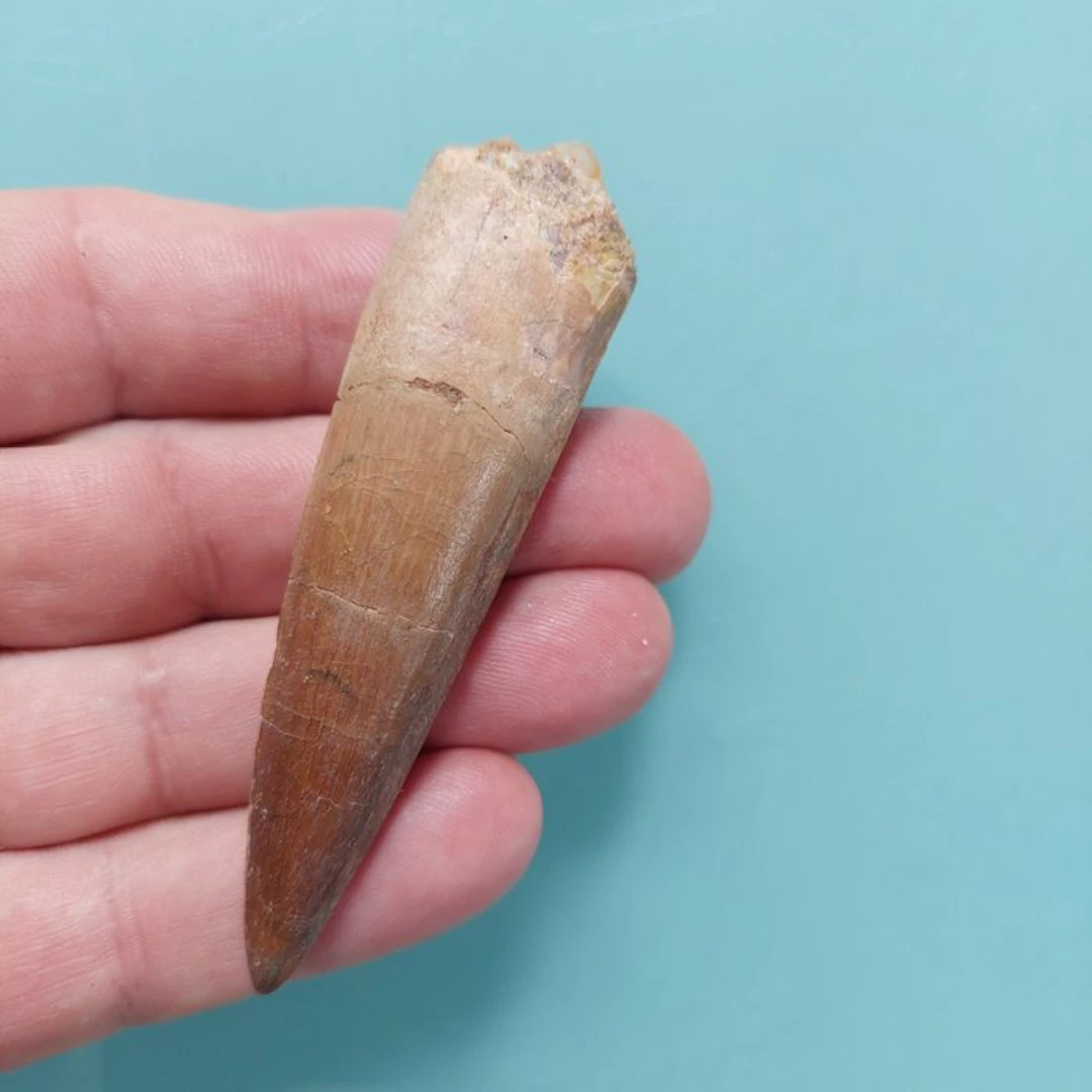 Spinosaur - Fossil tooth - 85 mm - 25 mm