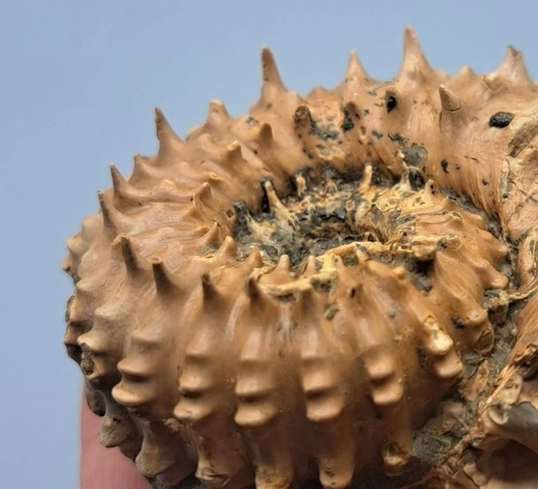 Wonderful spiny ammonite - pathological! - Fossilised...