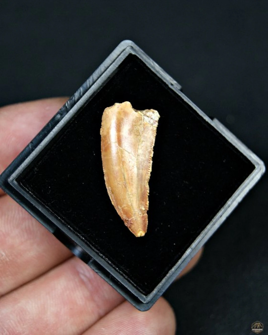 Dinosaur - Fossil tooth - Raptor Abelisaurio especial