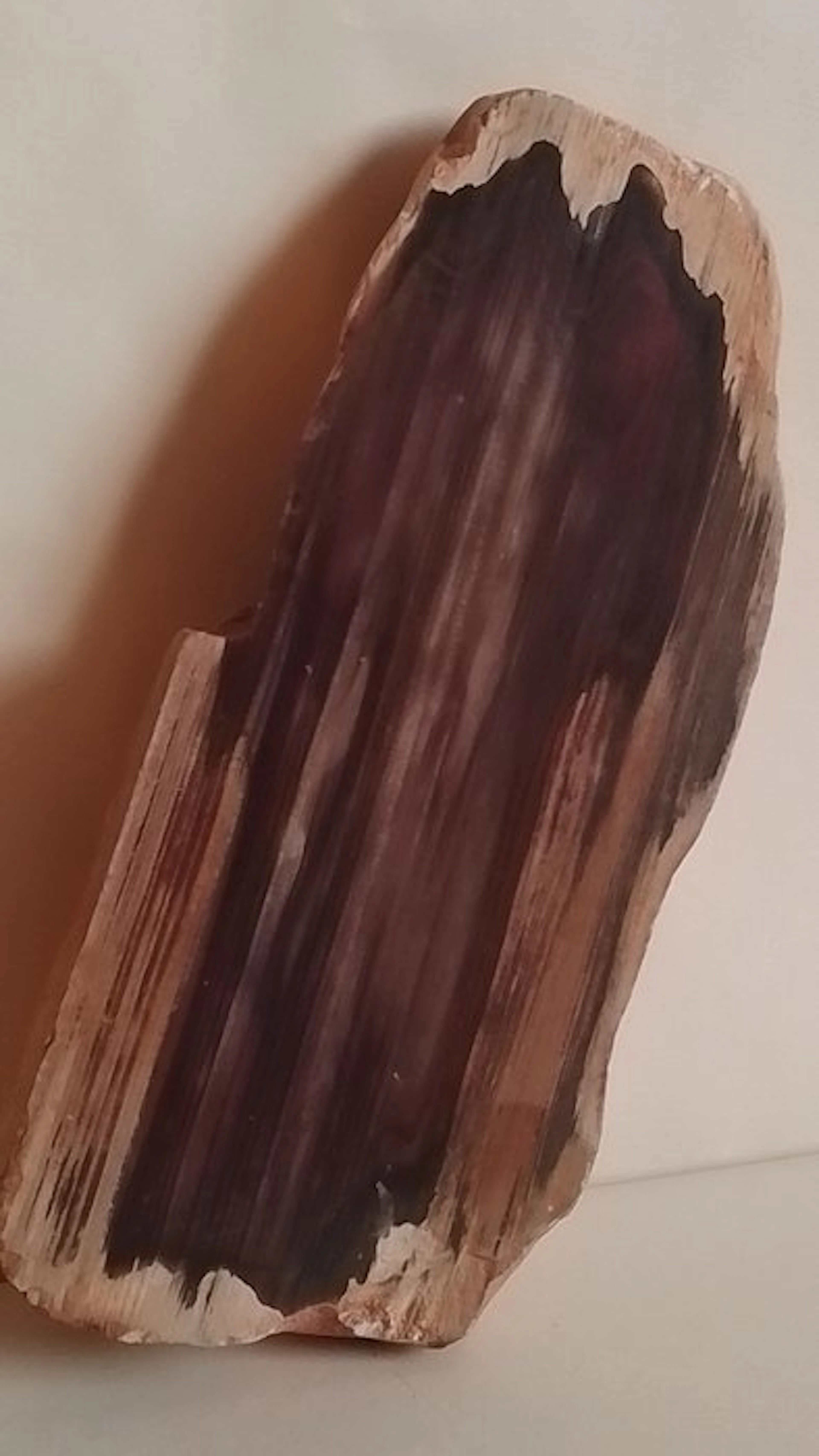 Fossil wood - Fossilised wood - 14.2 cm - 6.5 cm (No reserve price)