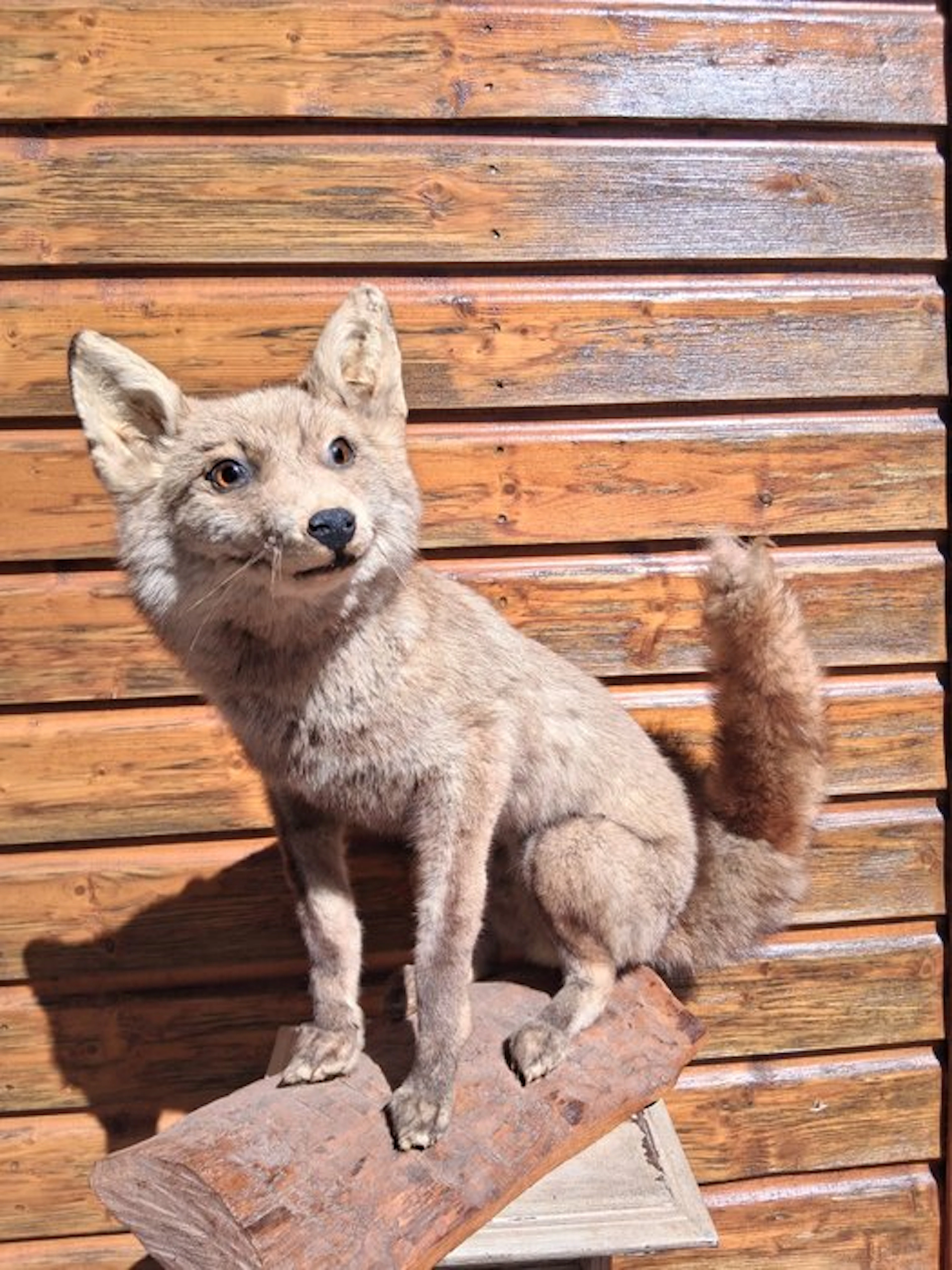 Red Fox Taxidermy full body mount - Vulpes - 54 cm - 70 cm - 28 cm