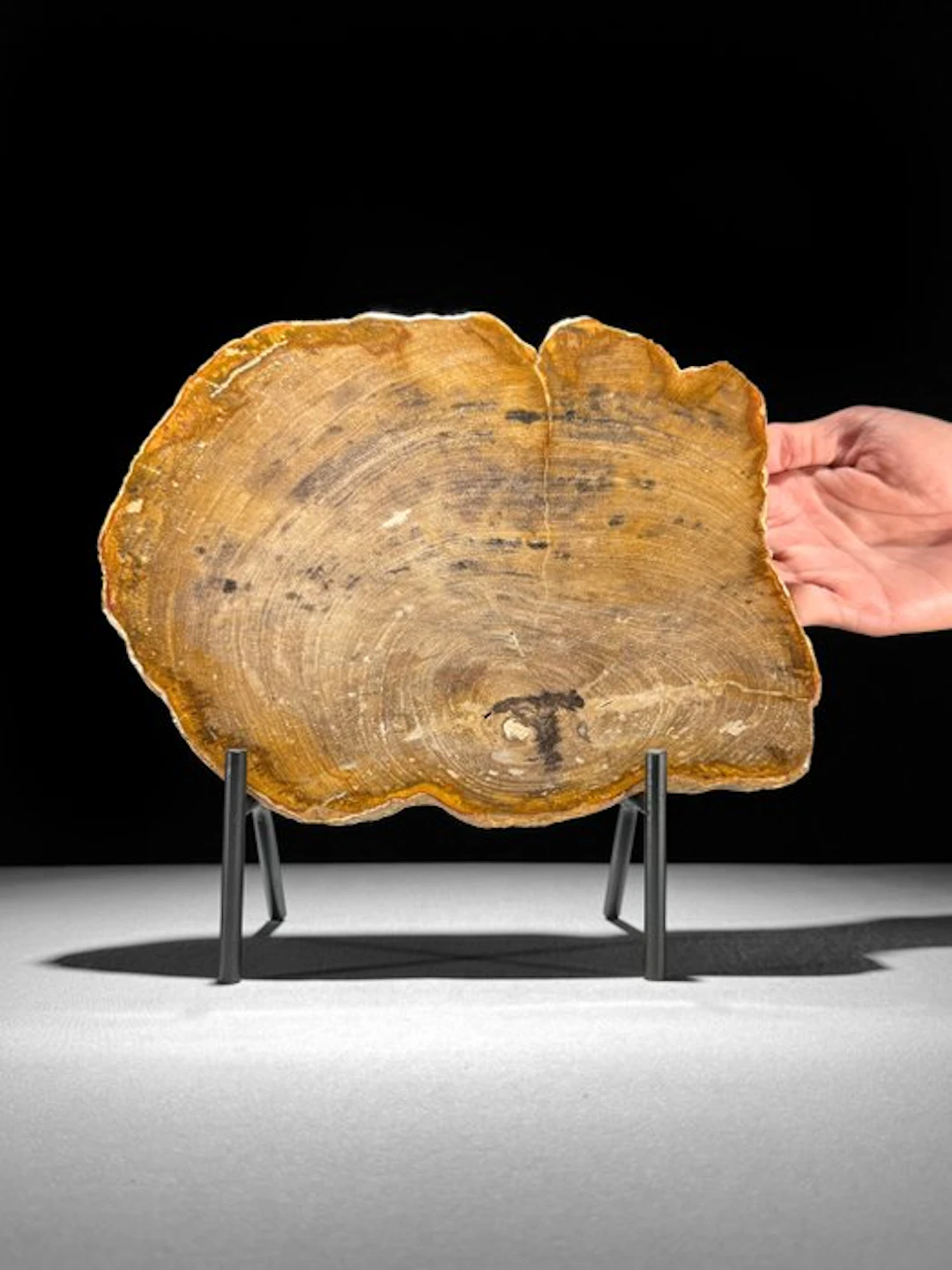 Stunning Slice of Petrified Wood on a custom stand...