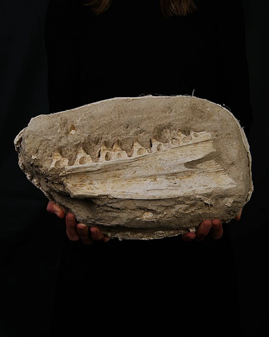 Mosasaur - Fossilised jaw - Halisaurus arambourgi - 40 cm