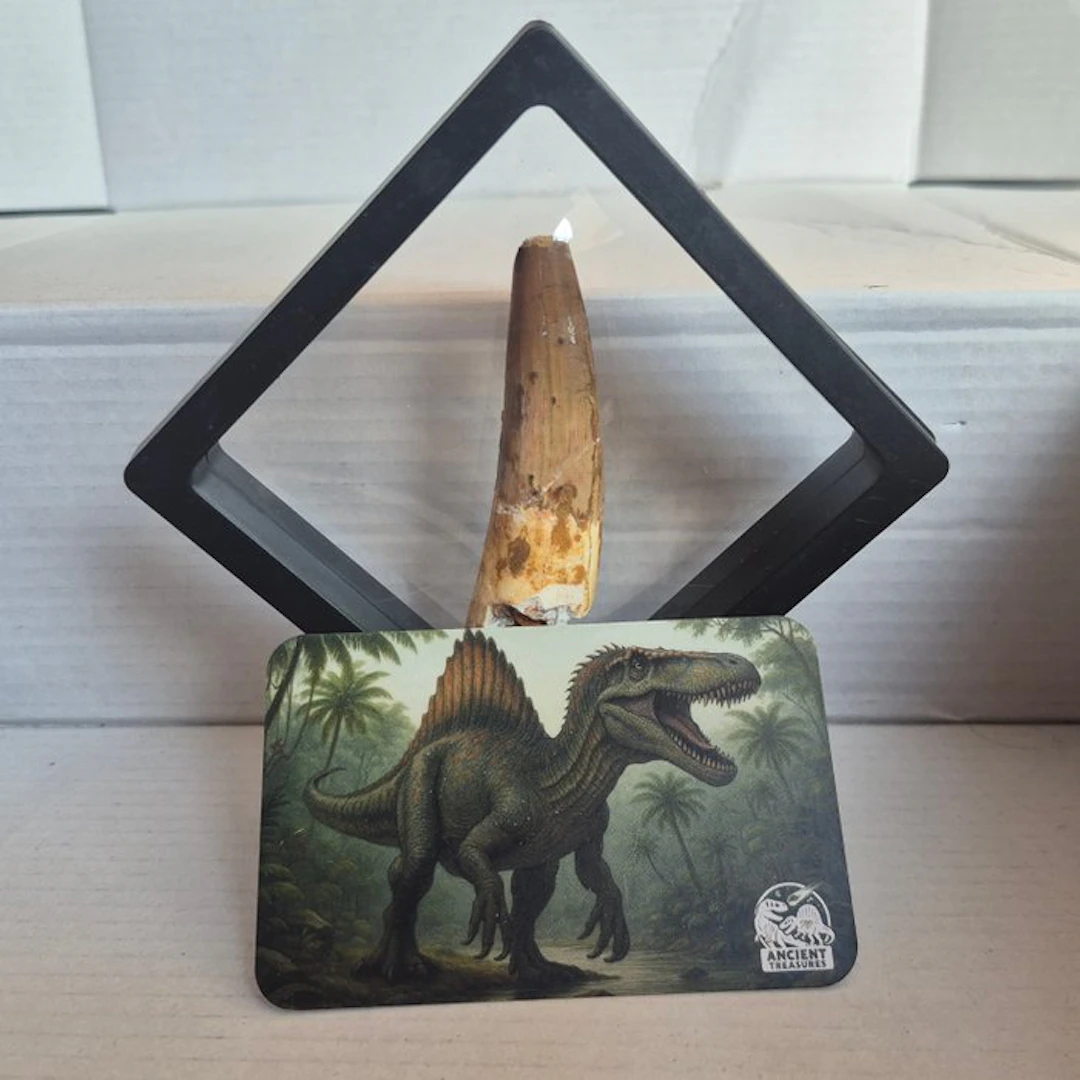 Dinosaur - Fossil tooth - 10 mm - 10 mm (No reserve price)