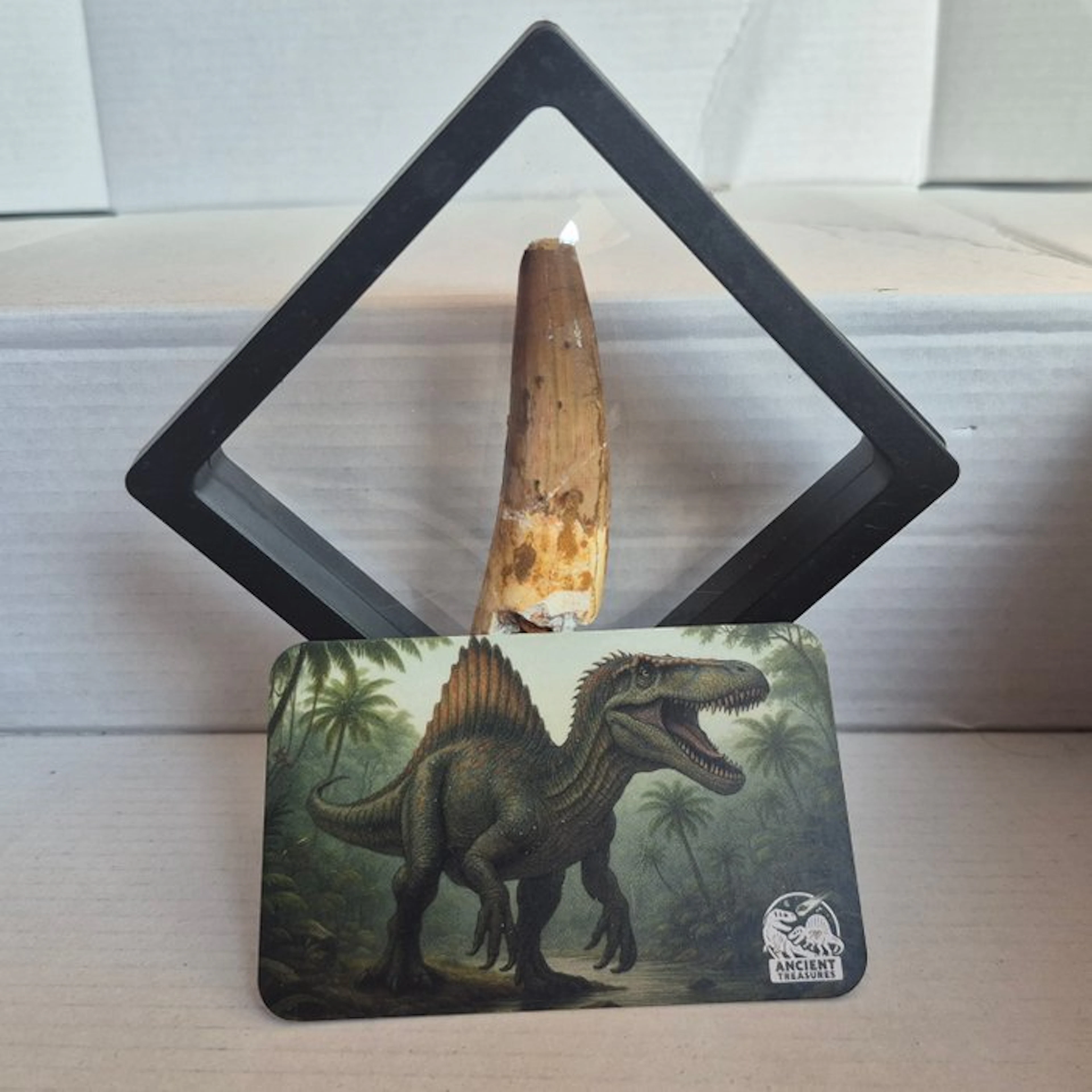 Dinosaur - Fossil tooth - 10 mm - 10 mm (No reserve price)