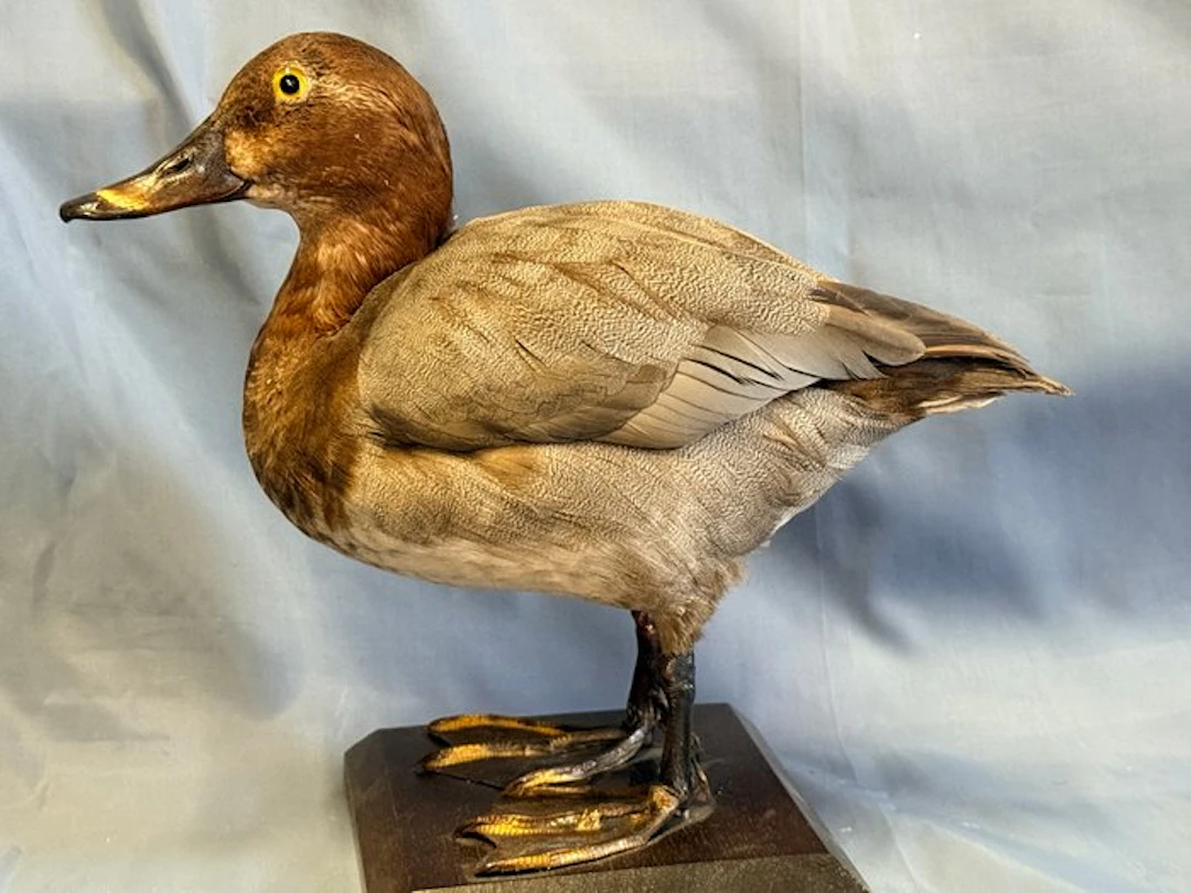 Moriglione Taxidermy full body mount - Aythya ferina...