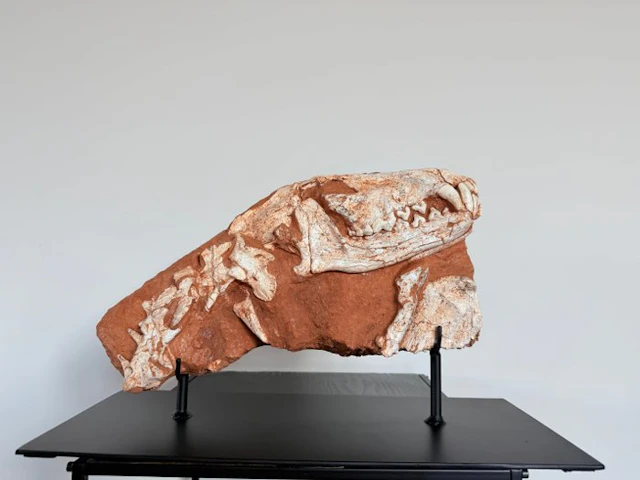 Mammal - Fossil skeleton - Canis teilhardi - 25 cm - 45 cm