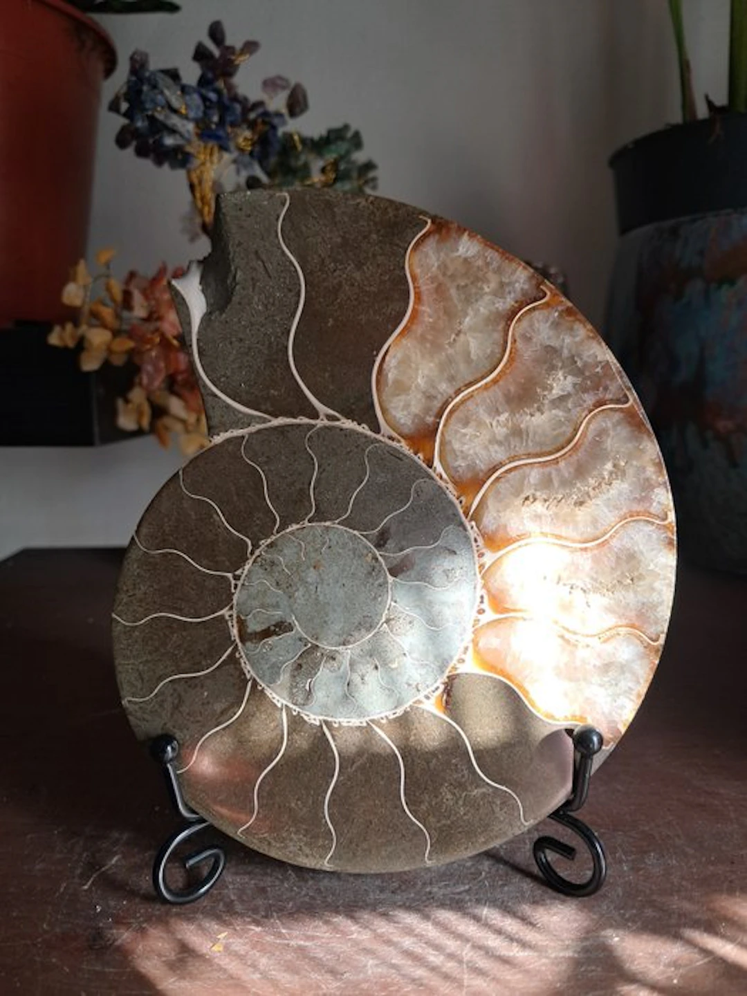 Ammonite - Fossilised animal - cleoniceras - 14.1 cm...