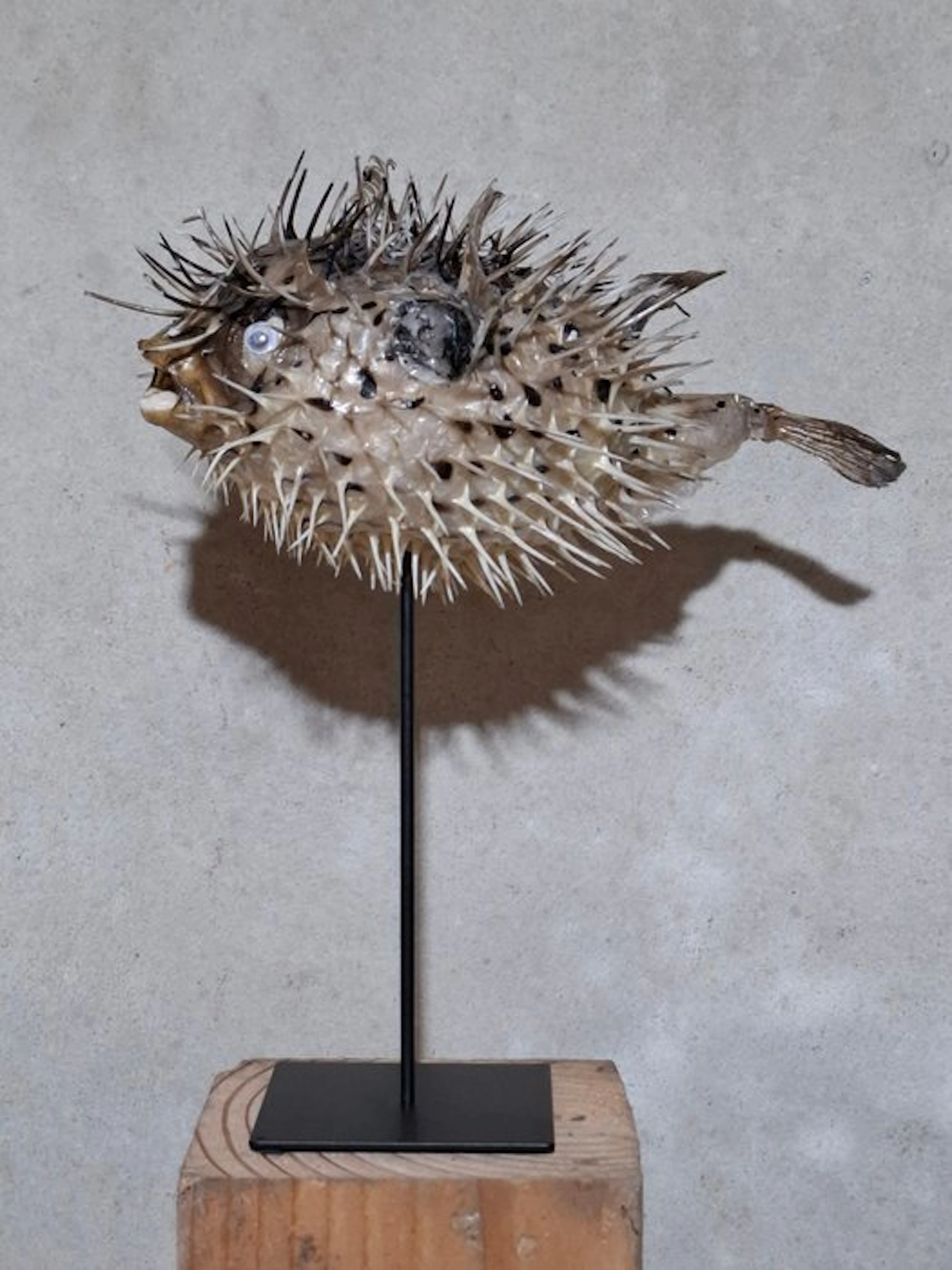 Diodon hystrix on pedestal Taxidermy full body mount...
