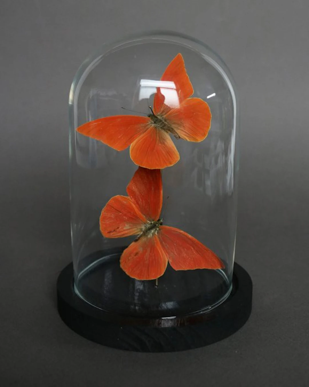 Butterfly Taxidermy full body mount - Appias nero - 20 cm...