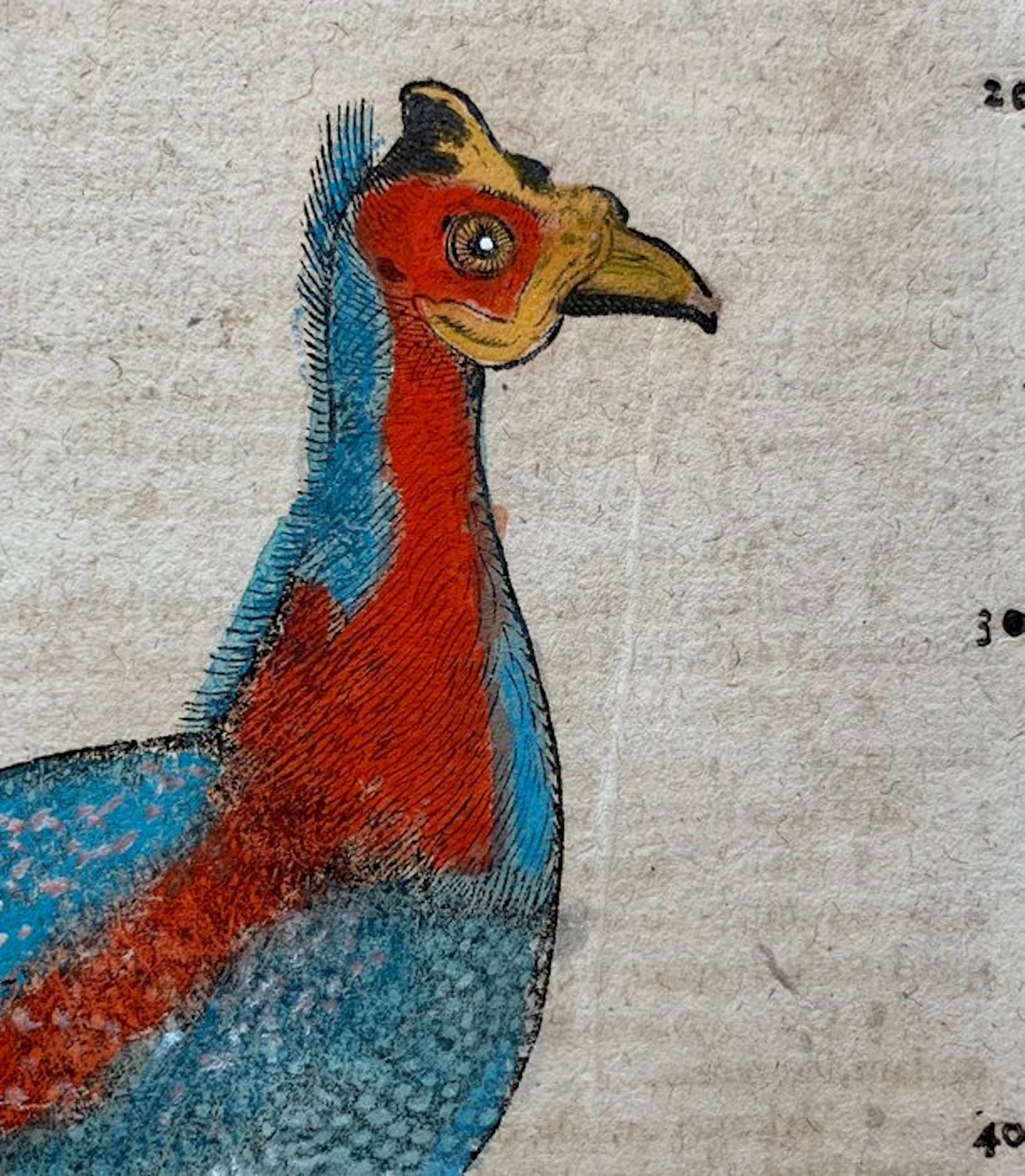 Conrad Gesner - Vogelbuch - 1617
