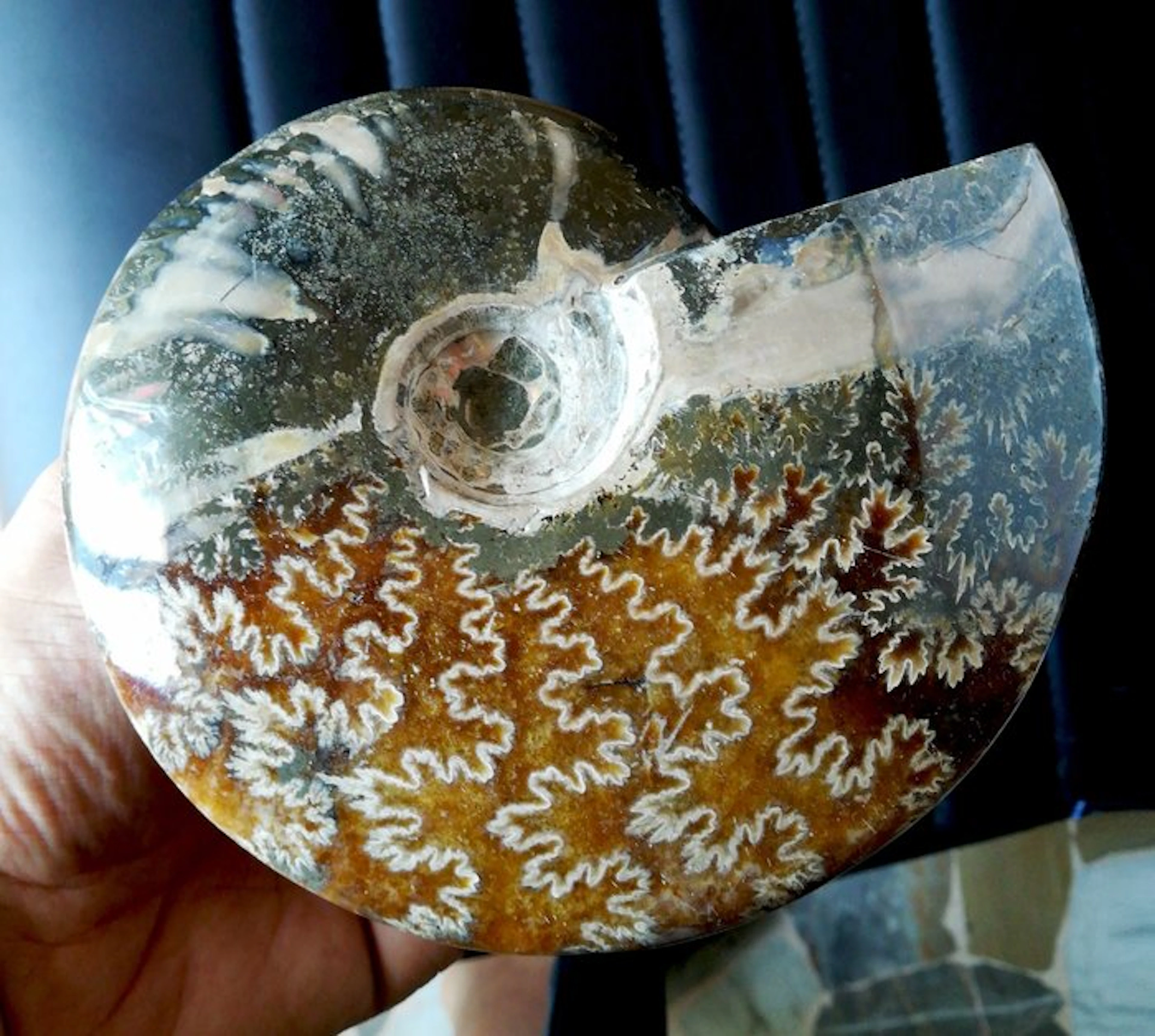 ammonite fossil - Height: 16 cm - Width: 14 cm- 844 g