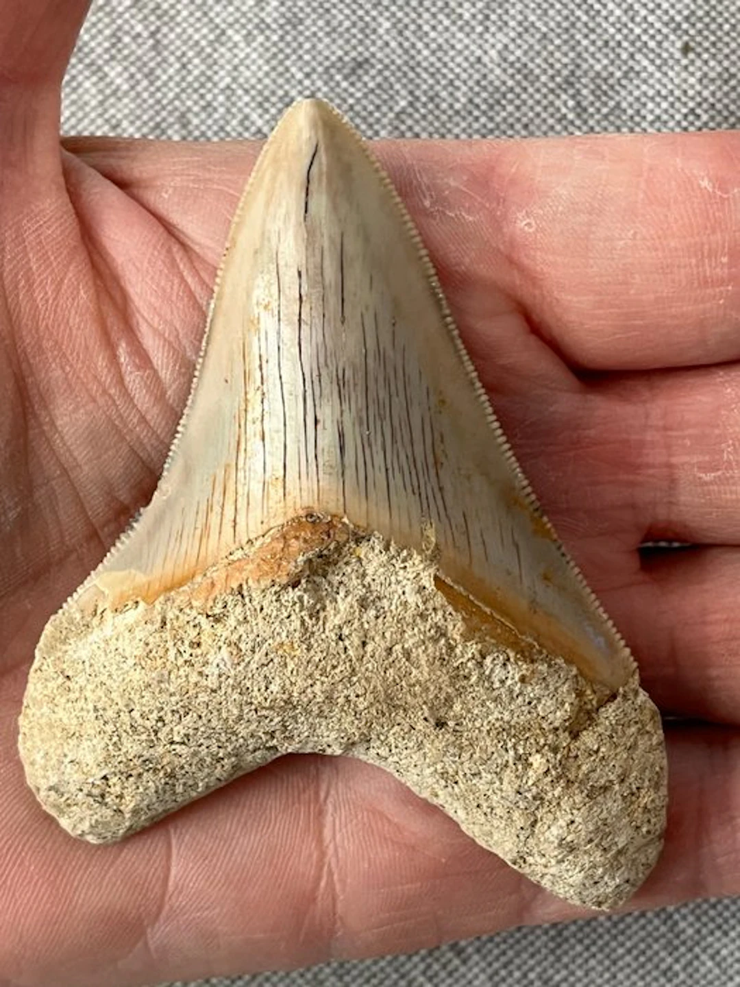 Megalodon tooth 8,4 cm - Fossil tooth - Carcharocles...