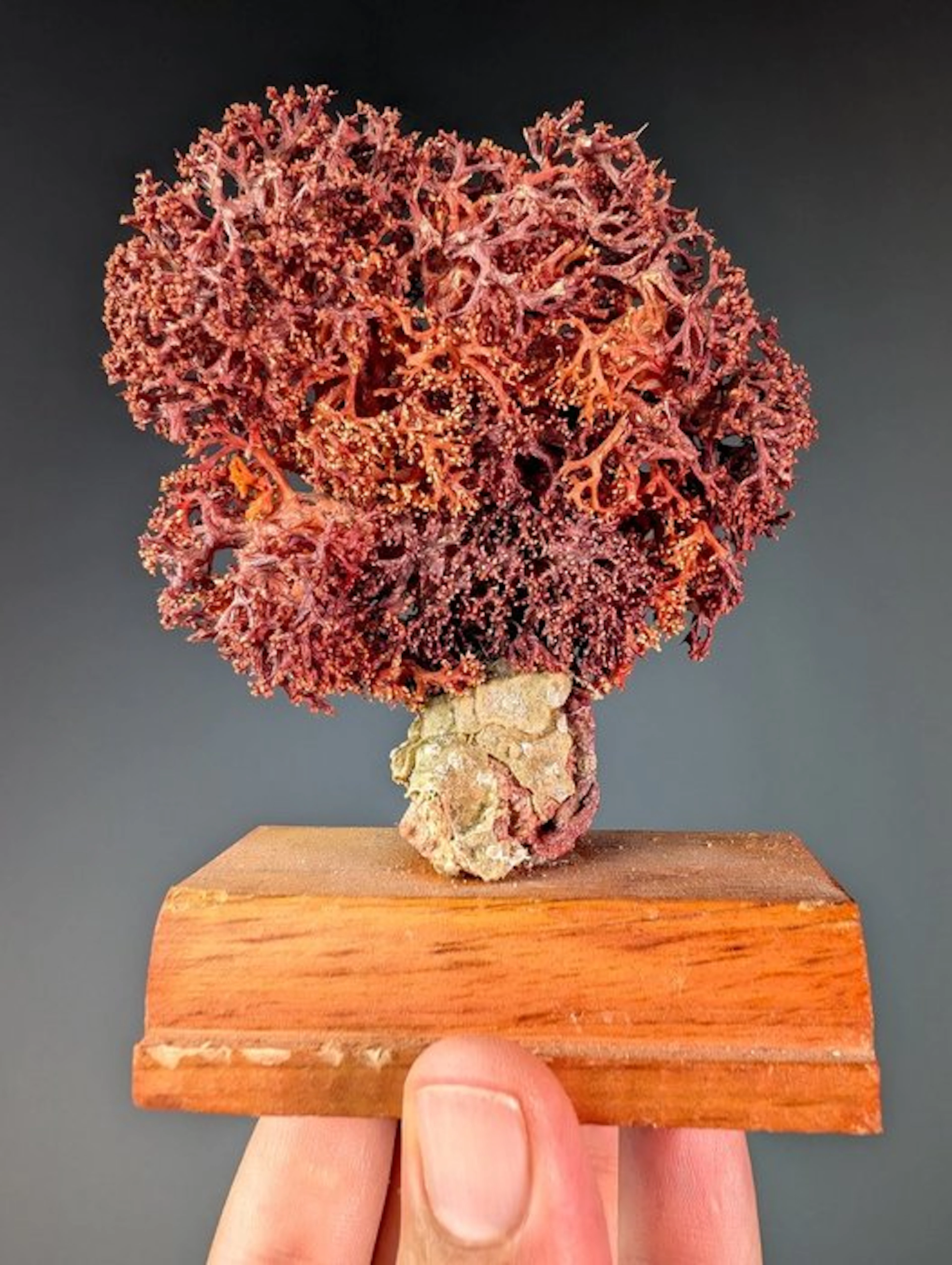Natural sponge Skeleton - Porifera sp. - 9.5 cm - 4 cm - 10.5 cm