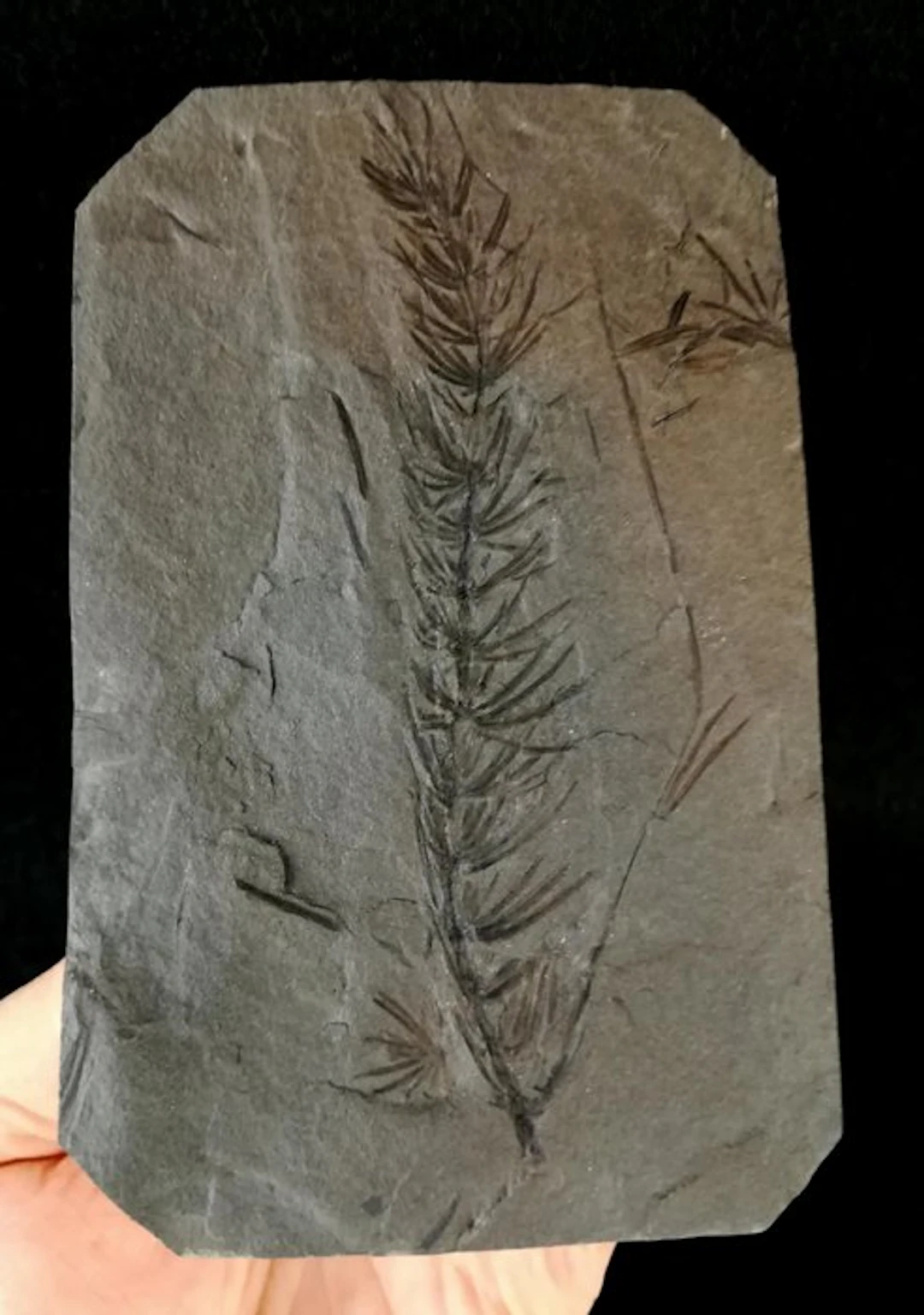 Fossil plant with exceptional preservation!! - Horsetail...