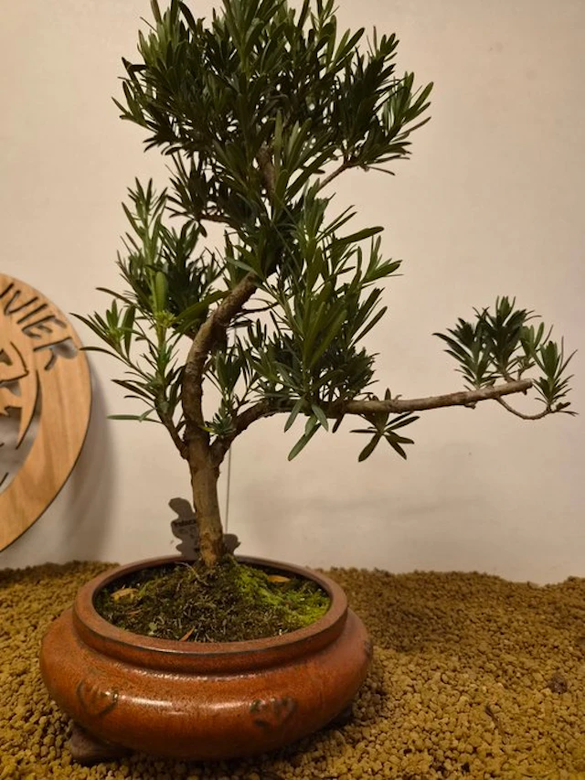 Buddhist pine bonsai (Podocarpus macrophyllus) - Height...