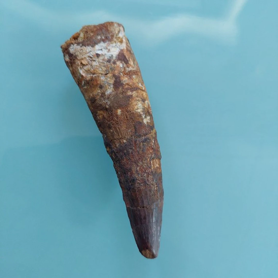 Spinosaur - Fossil tooth - 95 mm - 25 mm