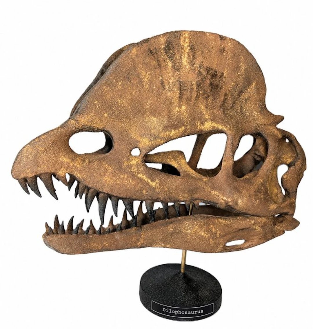 Fossil skull - Dilophosaurus - Museum-Grade Replica - 34 cm - 28 cm