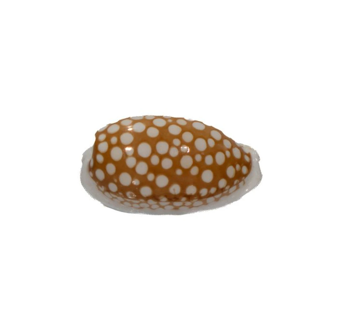 Exclusive collector's sea snail: Cribrarula cribraria (32 mm