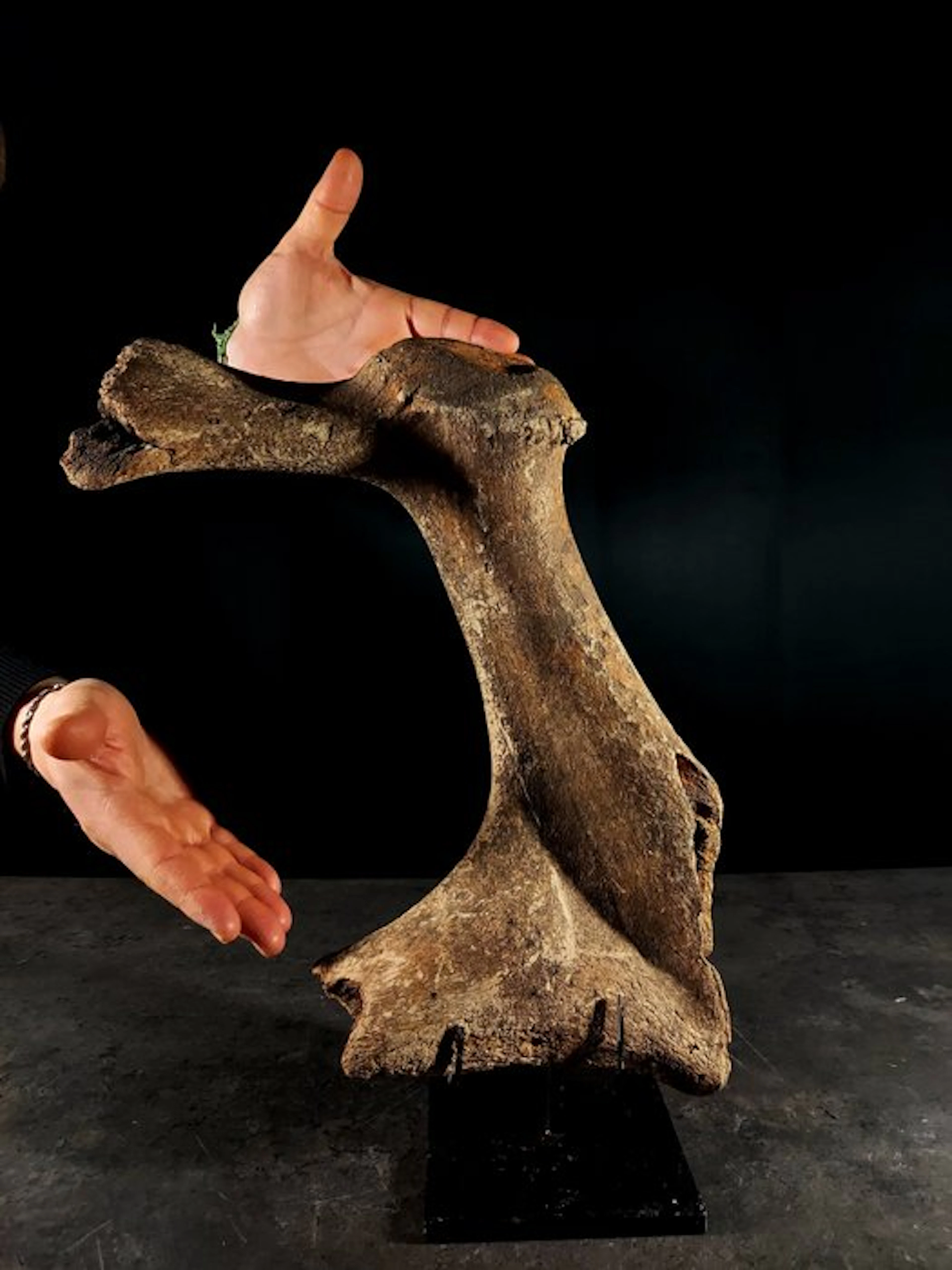 stage of a fossil deer - Fossil fragment - megaloceros giganteus -
