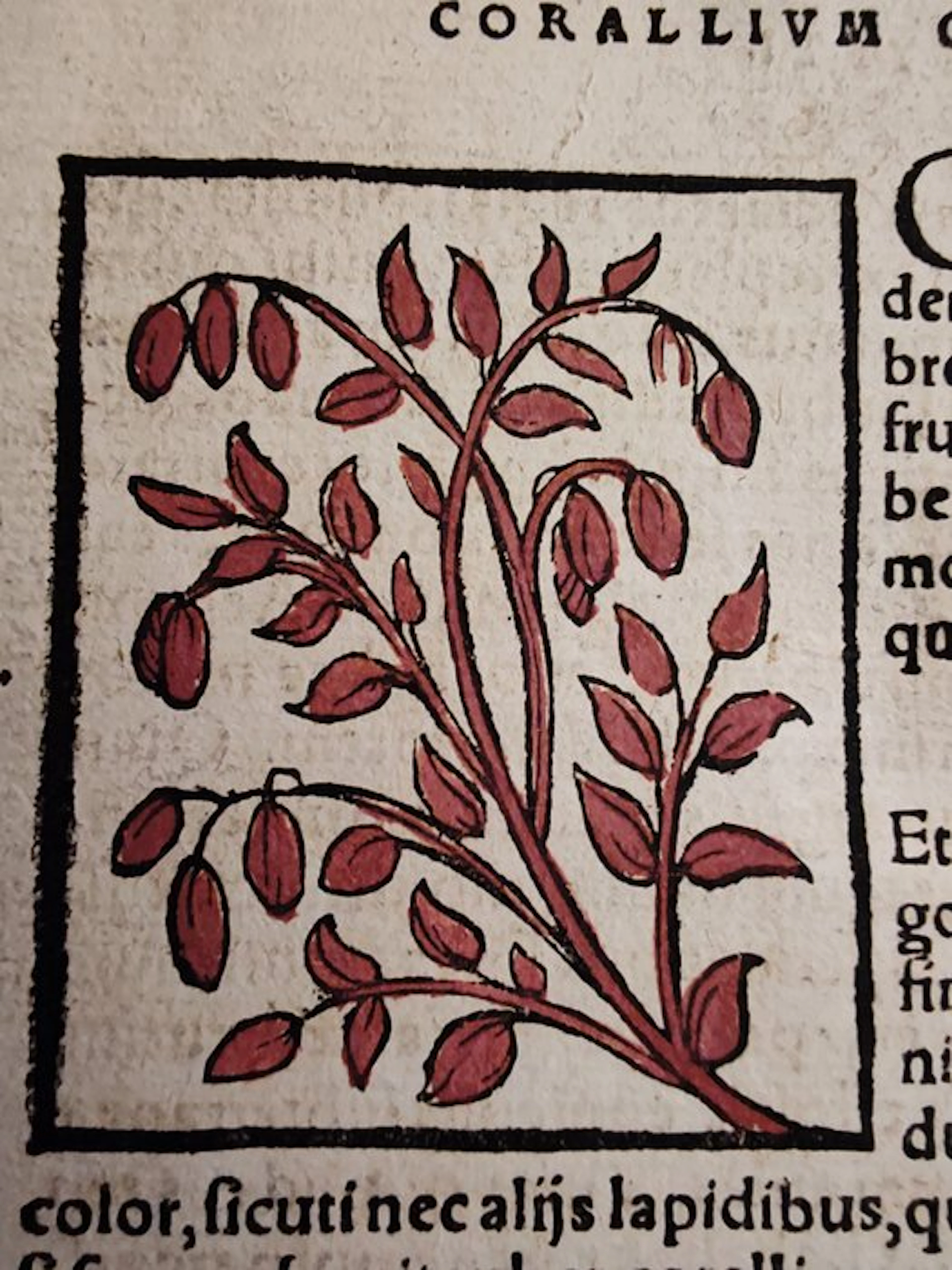 Sebastian Münster (1489–1552) - Cosmographia Universalis...