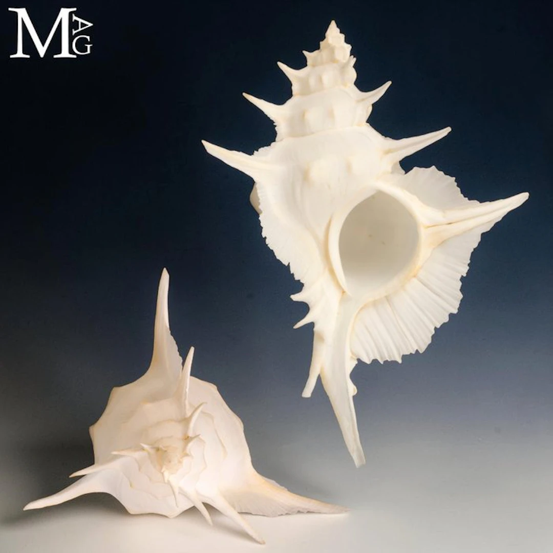Rare Deep Water Murex Alabaster - 153 mm !!! Sea shell...