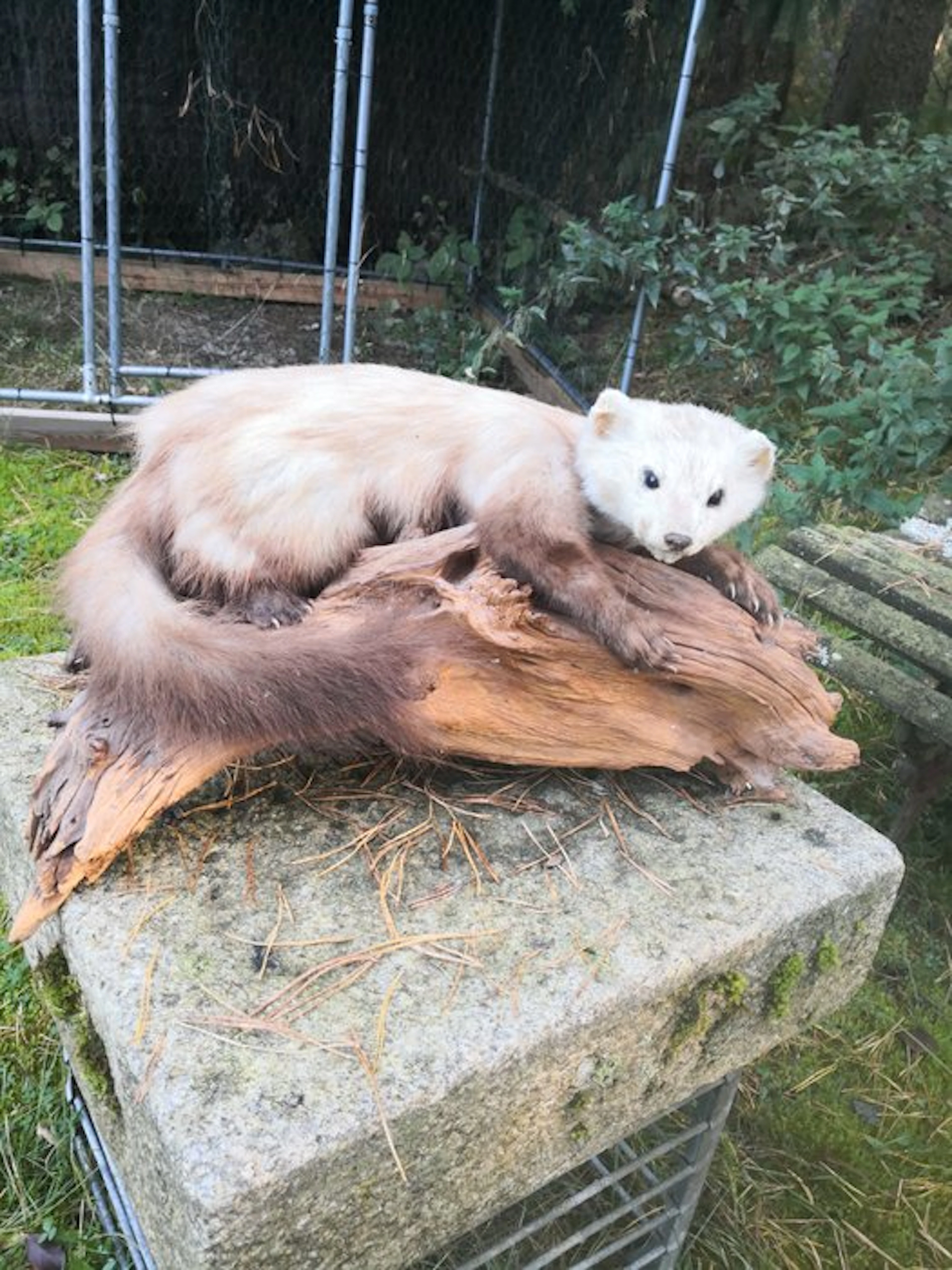 Pine marten Taxidermy full body mount - Martes martes...
