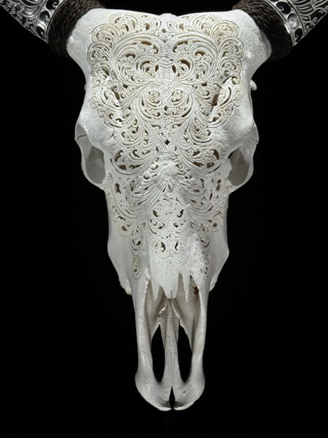 NO RESERVE PRICE - Stunning white carved cow skull with...