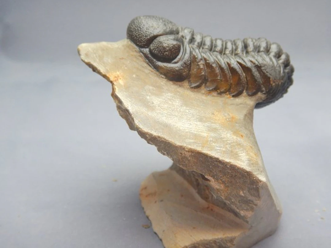 Trilobite - Fossilised animal - Barrandeops ovatus - 6.5...