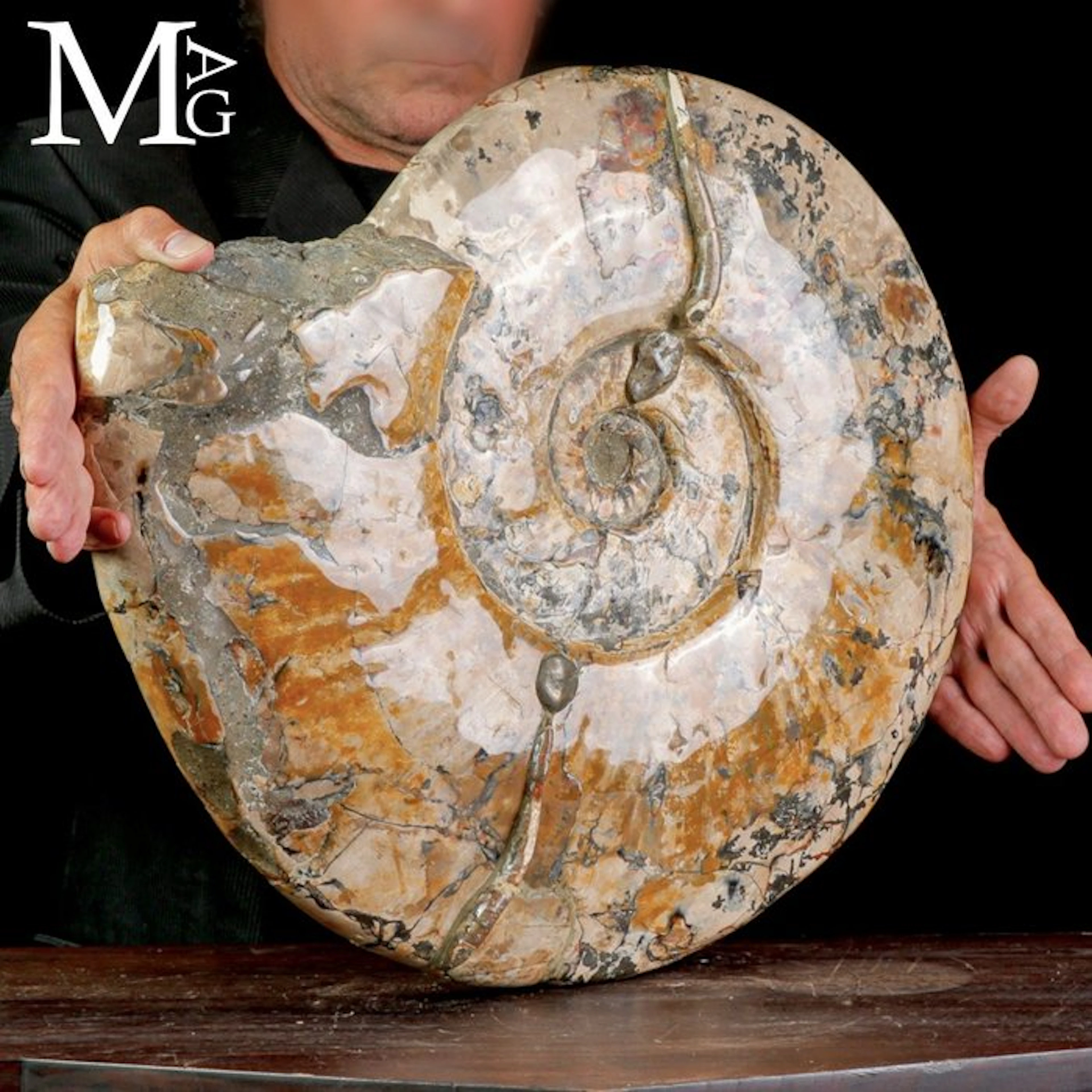 Massive Cretaceous Cleoniceras Ammonite A Striking...
