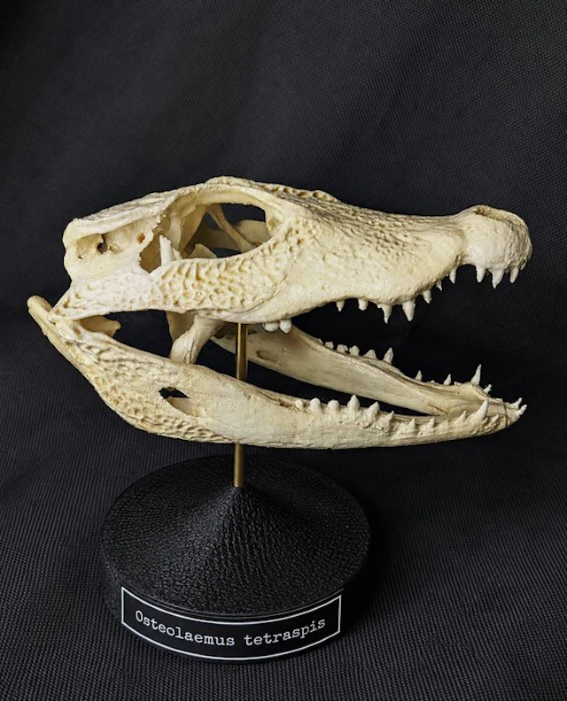 Dwarf Crocodile Skull - smallest existing crocodile...