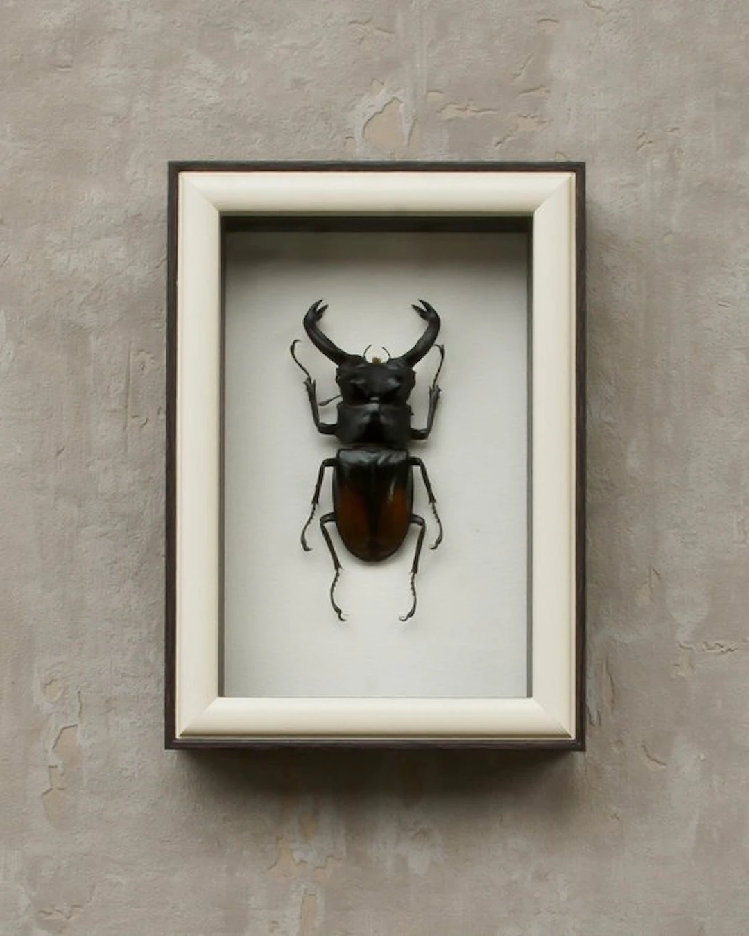 Rhinoceros Beetle Taxidermy full body mount - Hexarthrius...