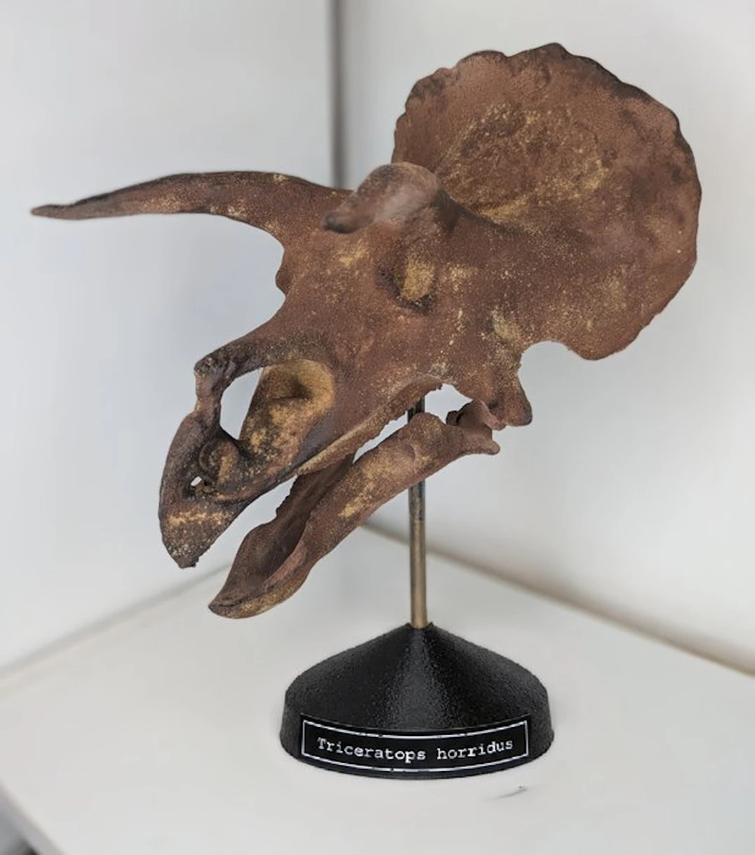 Fossil skull - Triceratops horridus- Museum-Grade Replica - 35 cm - 20 cm
