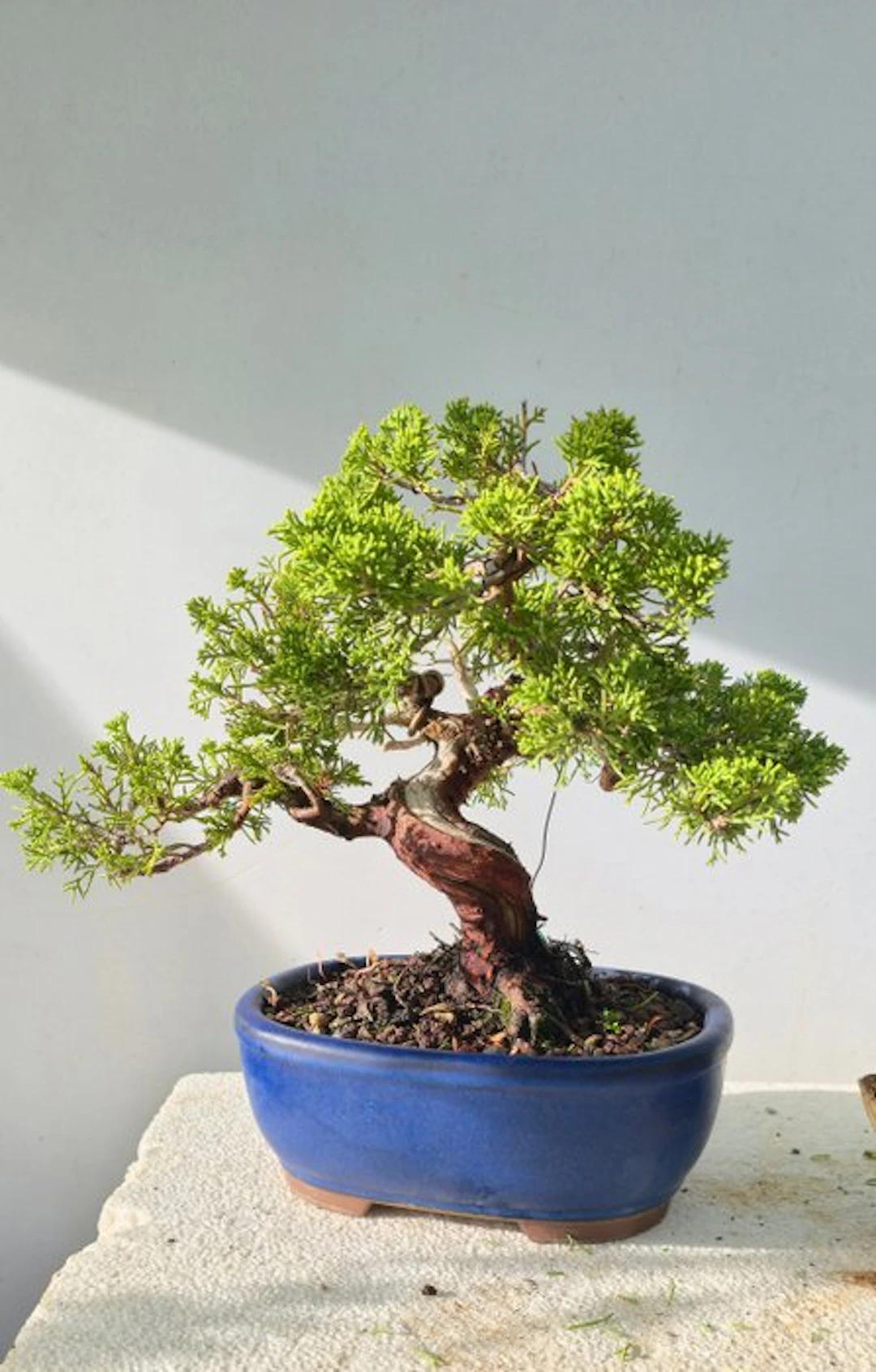 Juniper bonsai (Juniperus) - Height (Tree): 25 cm - Depth (Tree): 20 cm - Japan