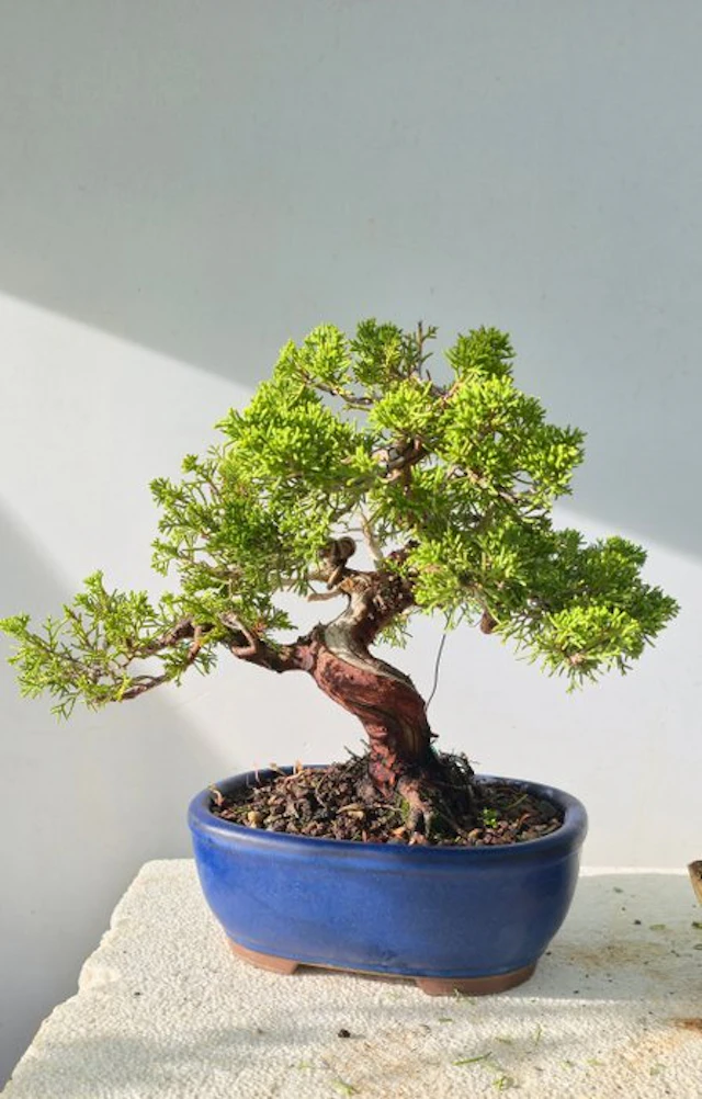 Juniper bonsai (Juniperus) - Height (Tree): 25 cm - Depth (Tree): 20 cm - Japan