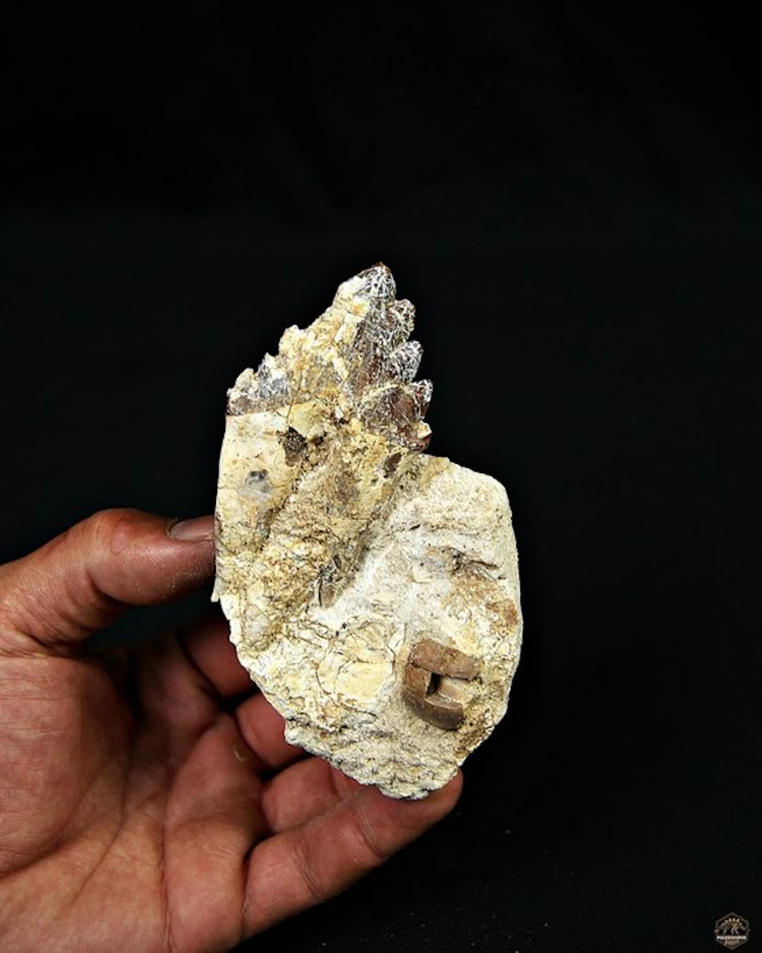 Basilosaurus (primitive whale) - Fossil molar - Molar de Basilosaurus enorme