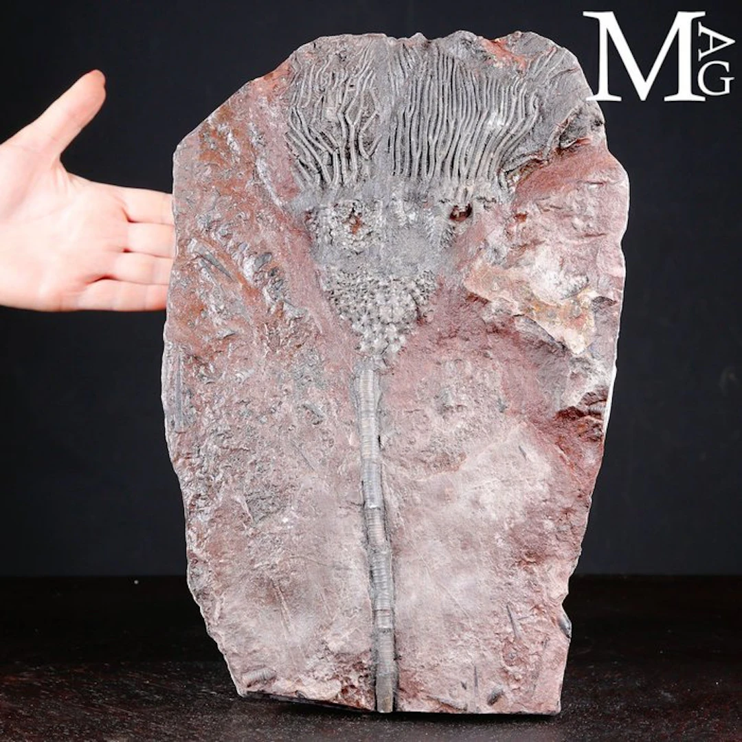 Crinoid Fossil Specimen on Slab - Scyphocrinites Elegans...