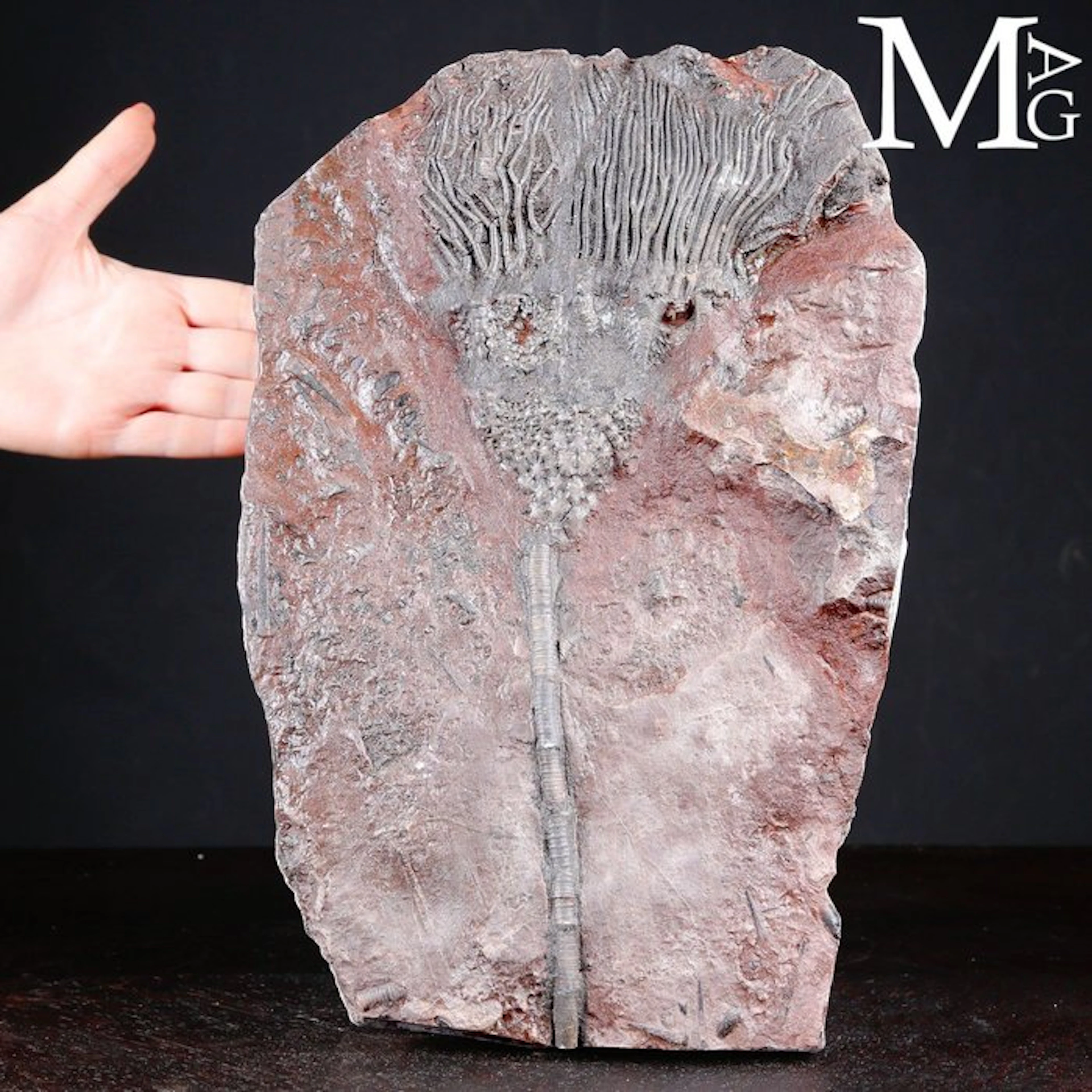 Crinoid Fossil Specimen on Slab - Scyphocrinites Elegans...