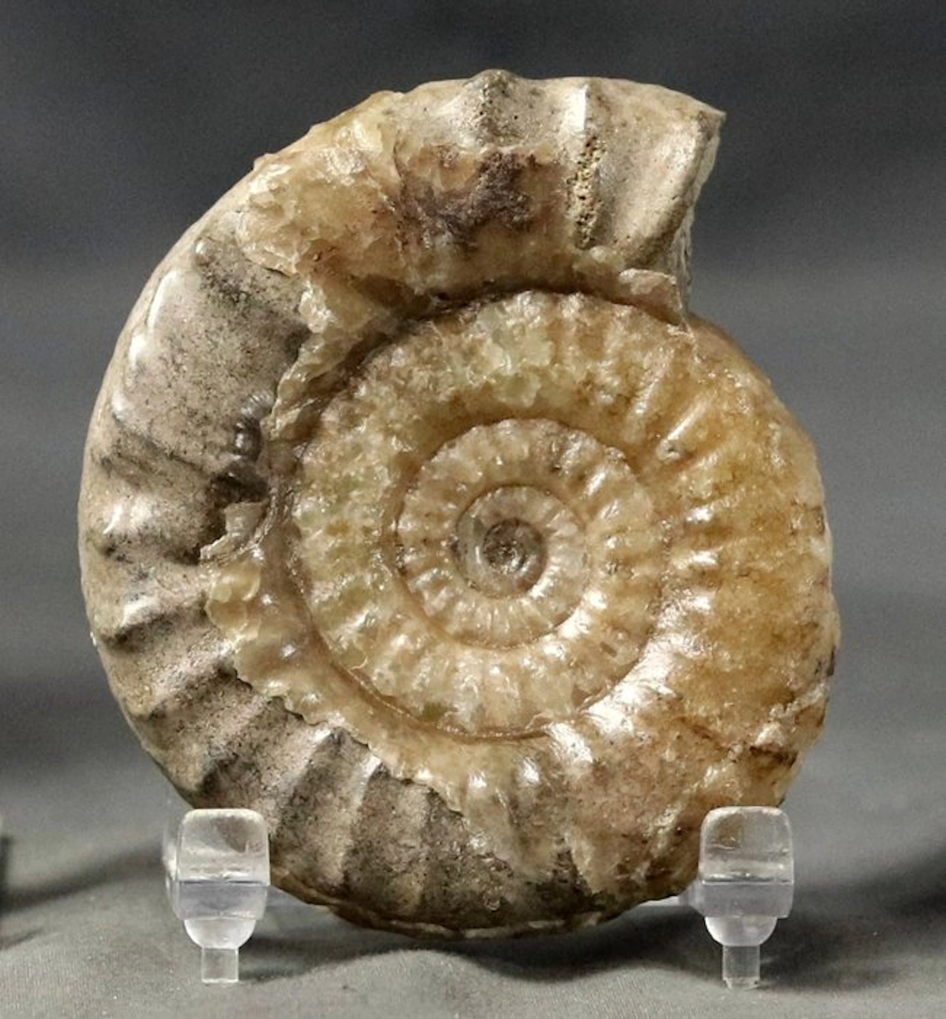 A fine calcified Ammonite - Fossilised animal...