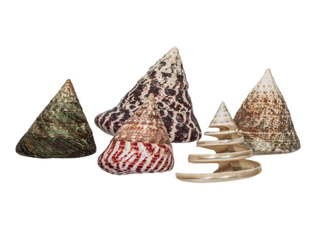 Rochia Collection (5 pieces) | Ø 5.0 to 8.0 cm | Top...