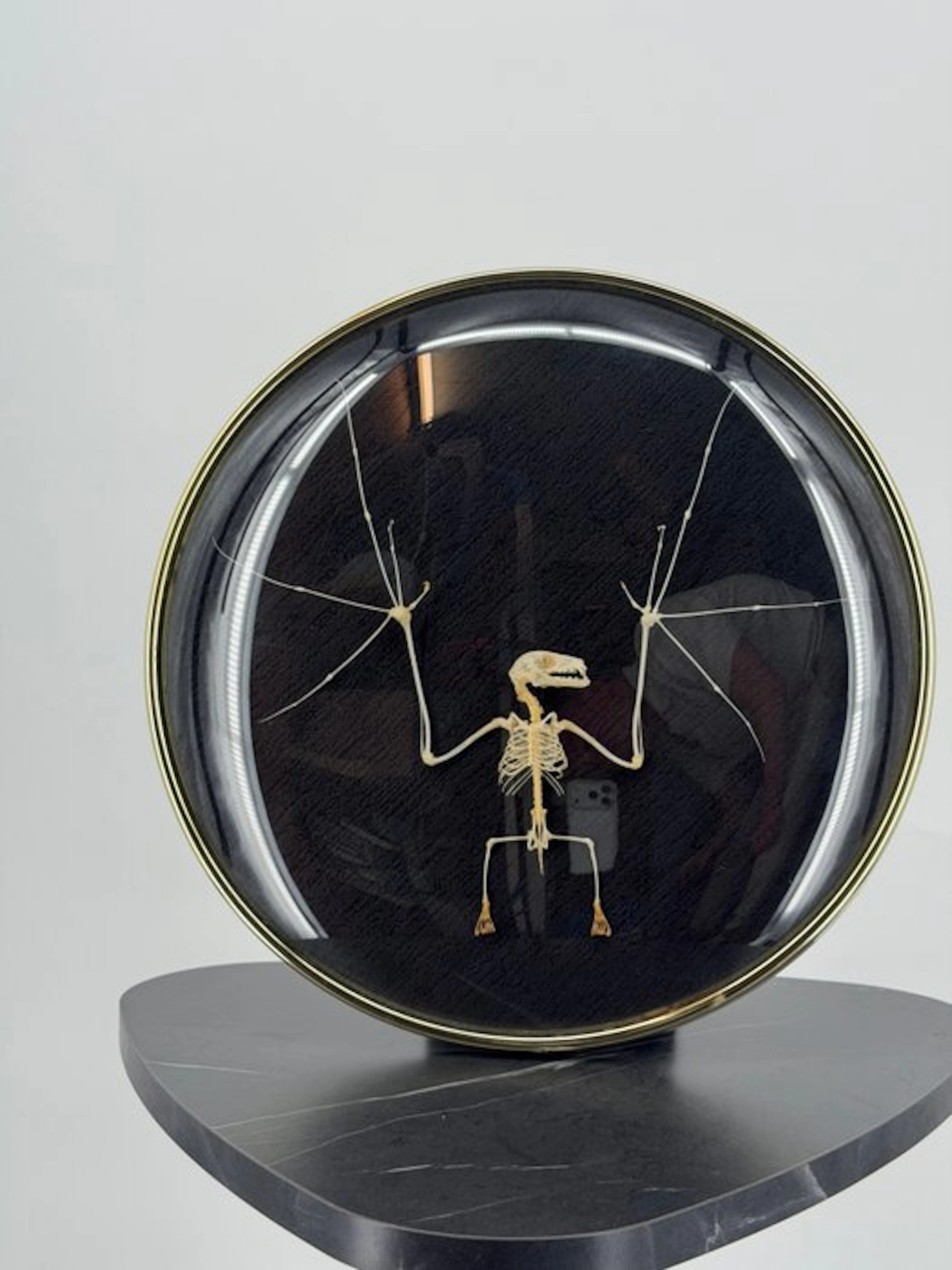 Large bat skeleton in a ball-shaped frame Taxidermy full...