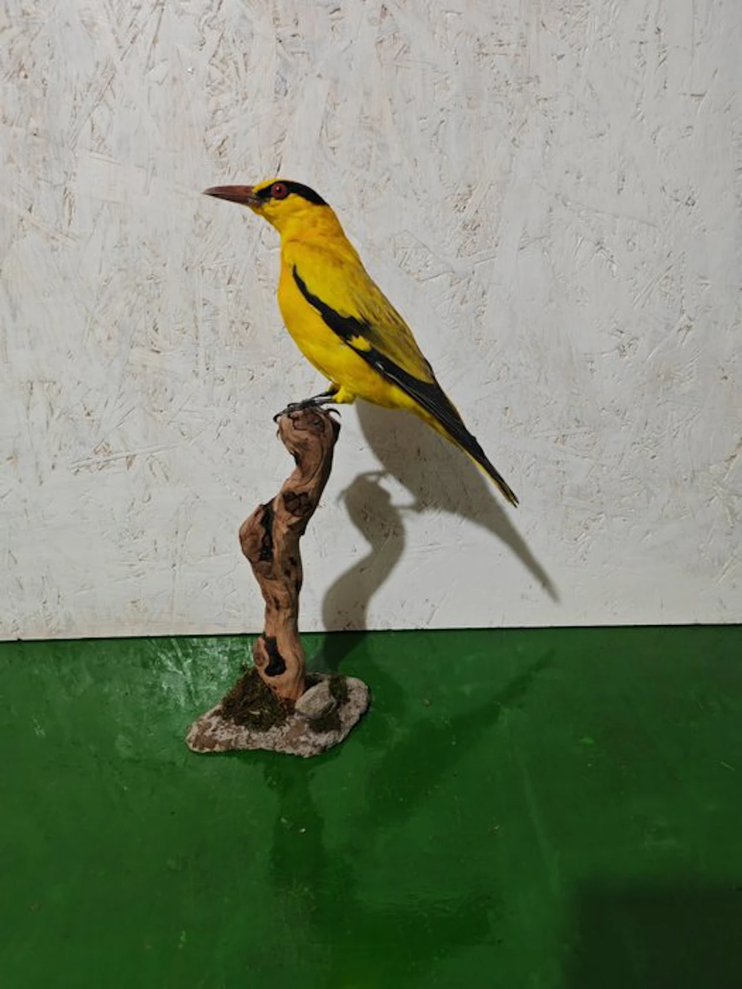 Black-naped oriole Taxidermy full body mount - Oriolus...