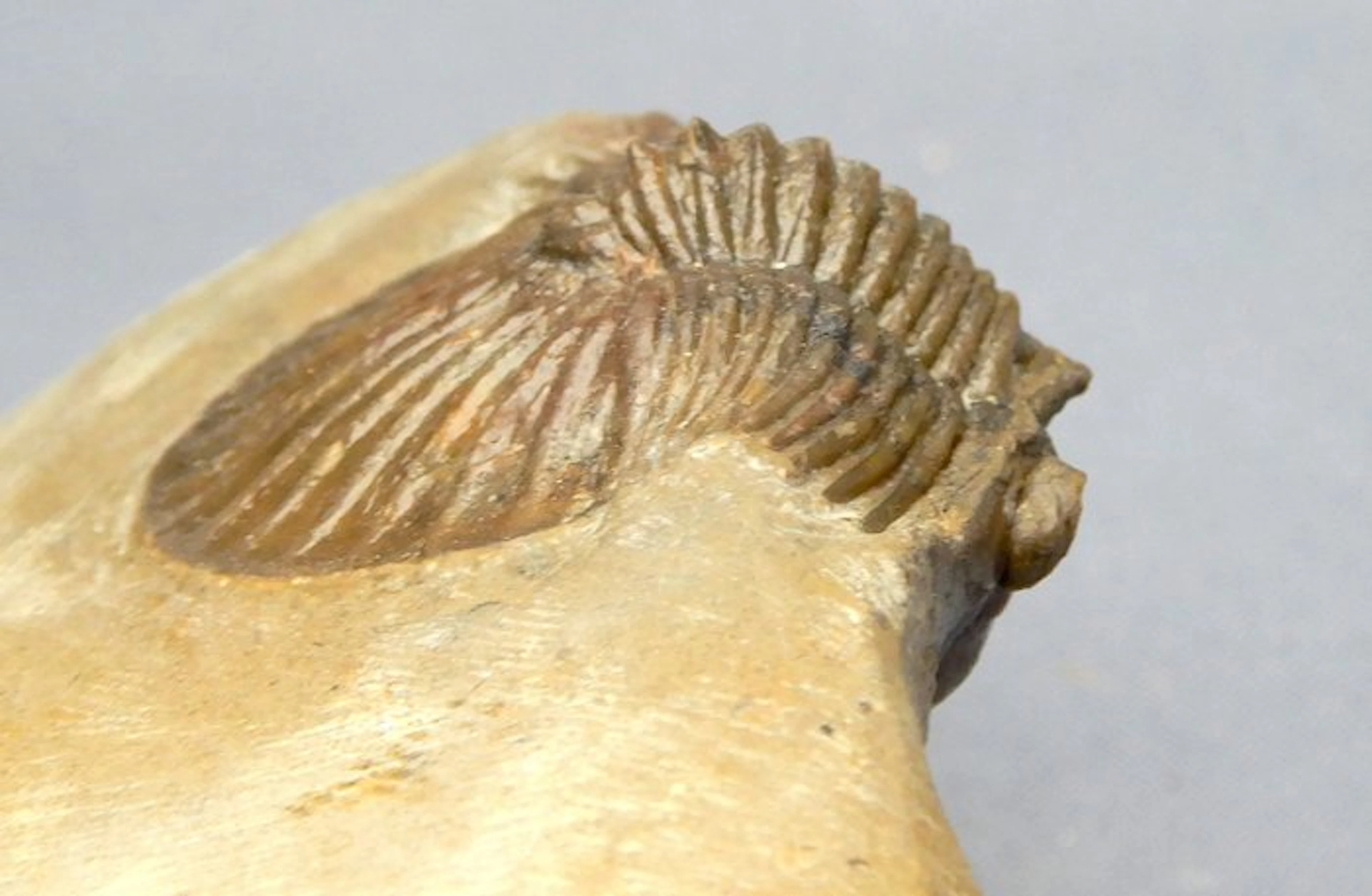 Trilobite - Fossilised animal - Scutellum sp. - 4 cm