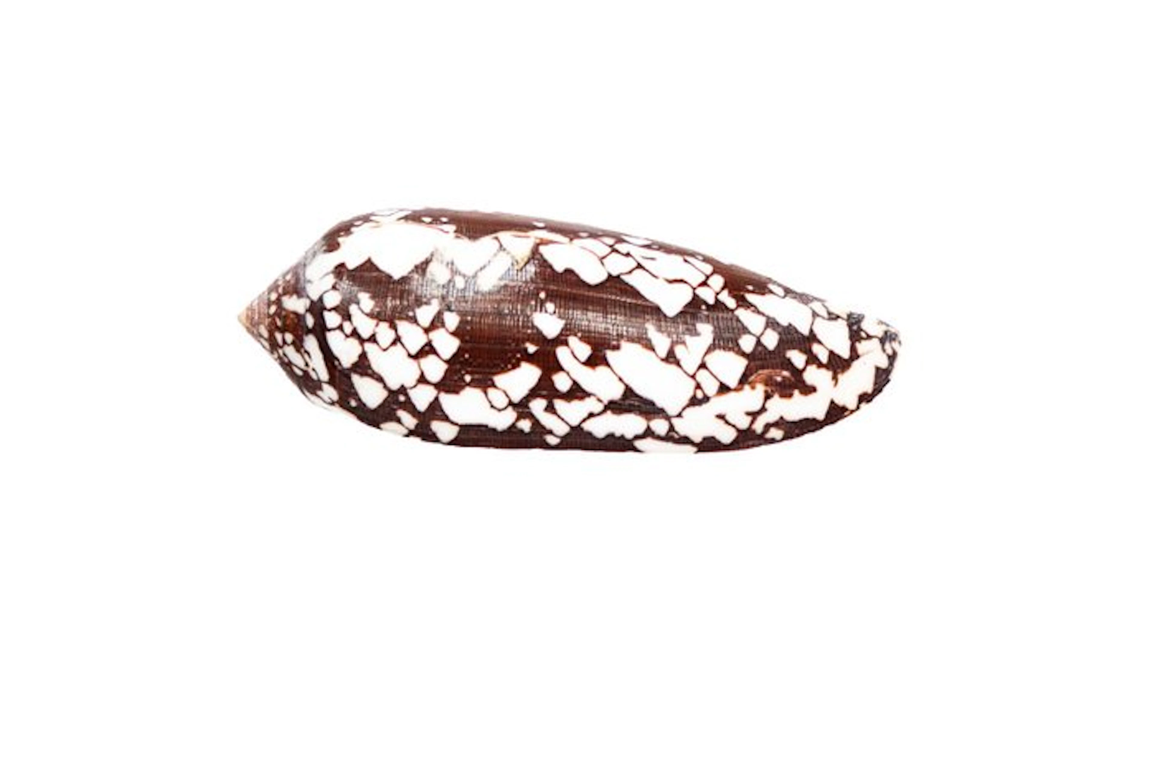 Majestic Elegance: The Conus aulicius in impressive form...
