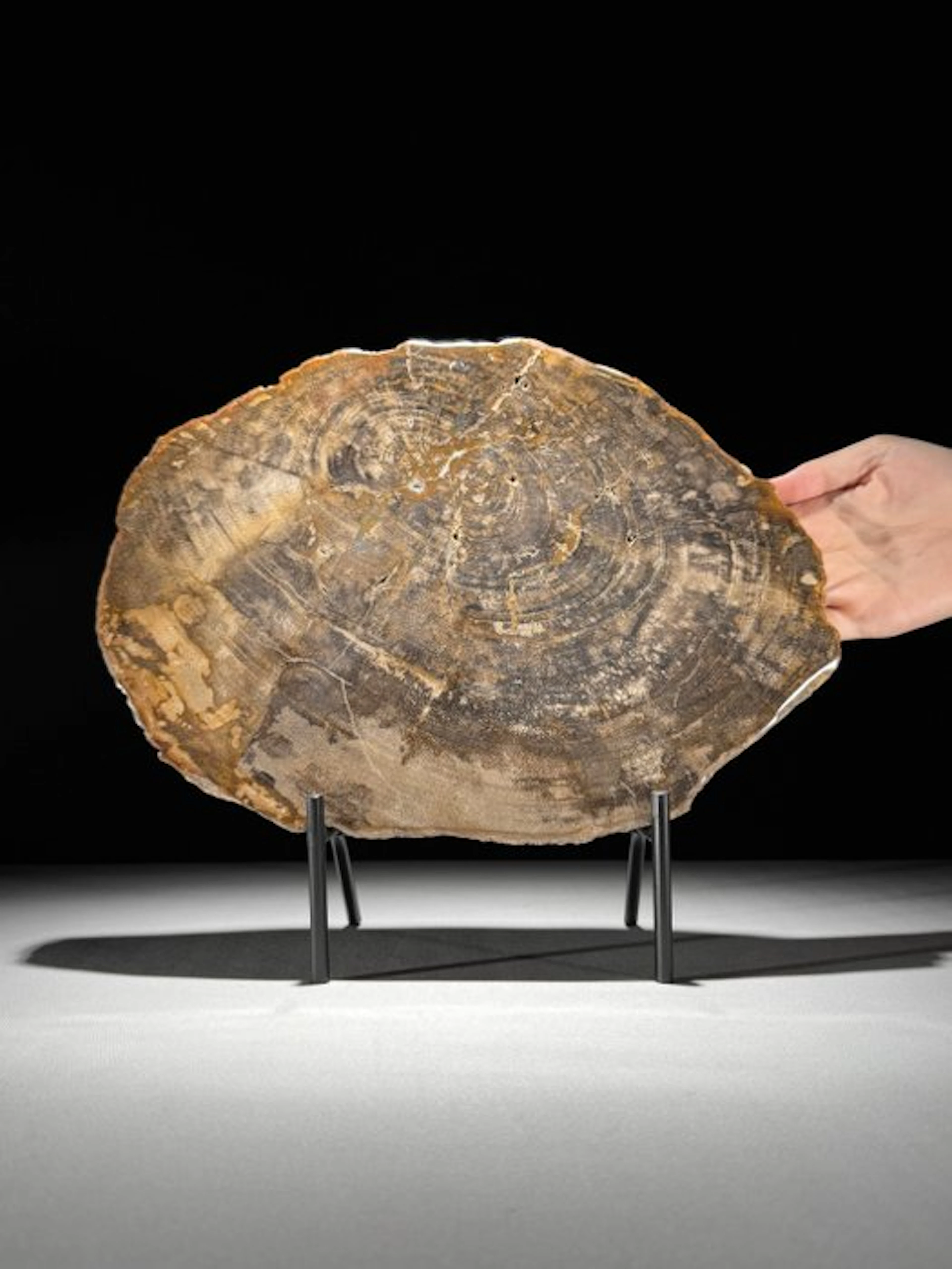 Stunning Slice of Petrified Wood on a custom stand...