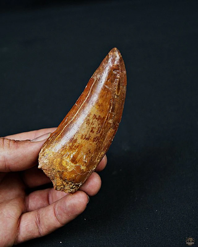 Dinosaur - Fossil tooth - Carcharodontosaurus saharicus - 9.8 cm