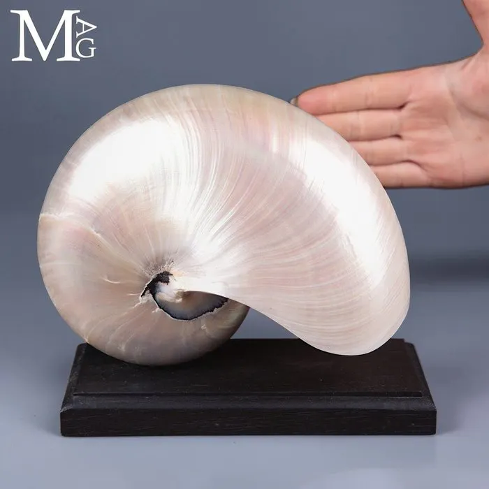 Large Iridescent Mother-of-Pearl Nautilus - Nautilus...