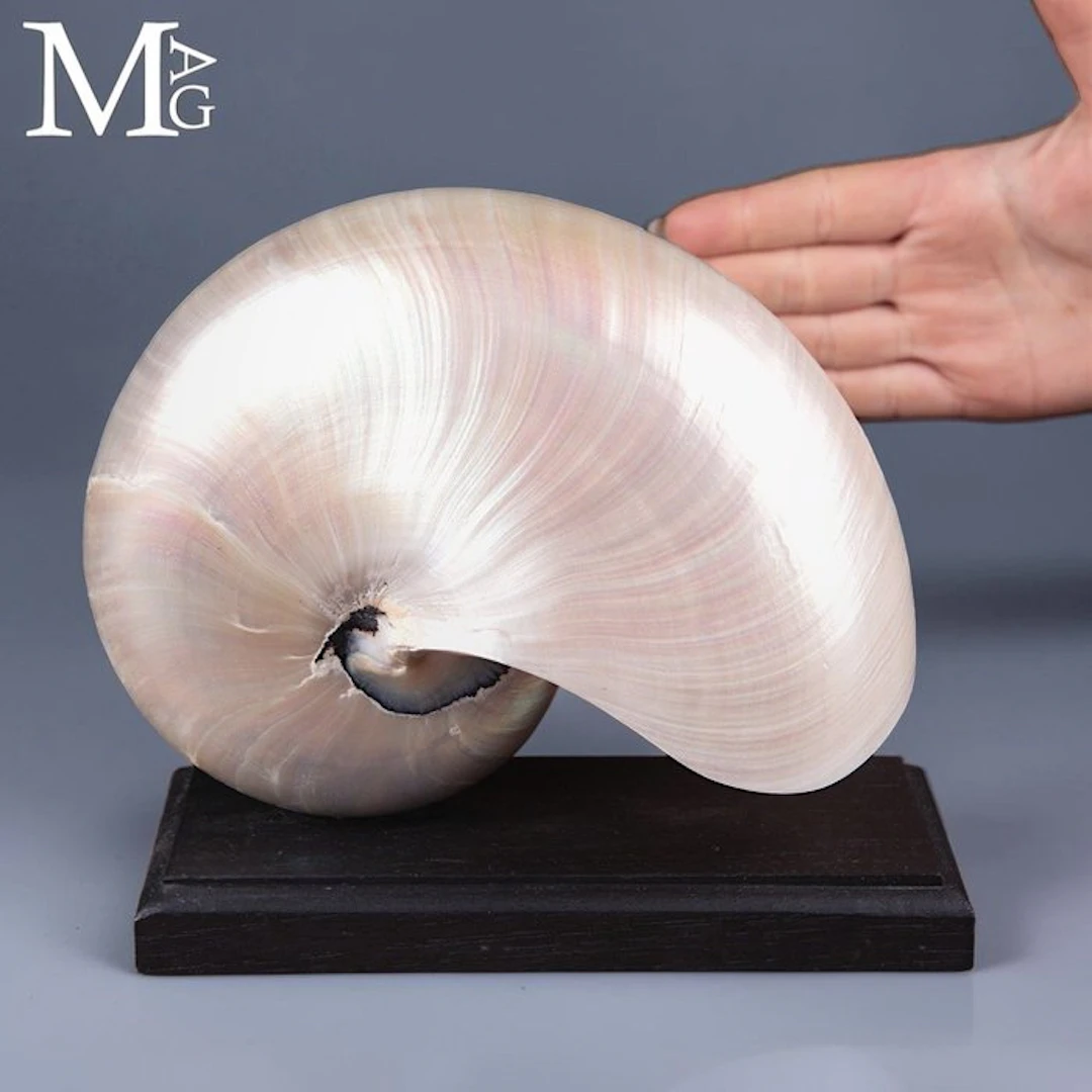 Large Iridescent Mother-of-Pearl Nautilus - Nautilus...
