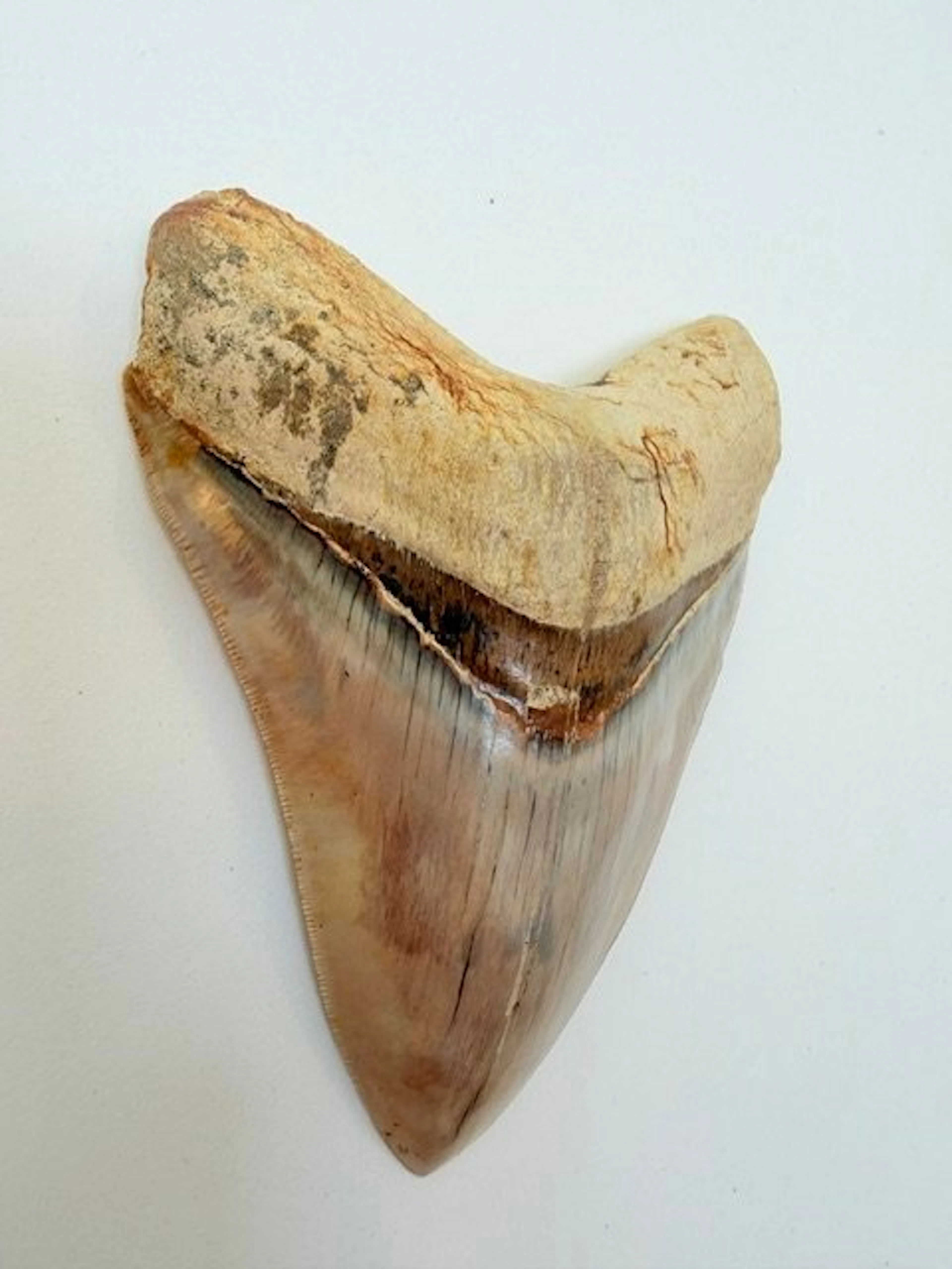 Megalodon - Fossil tooth - 138 mm - 101 mm